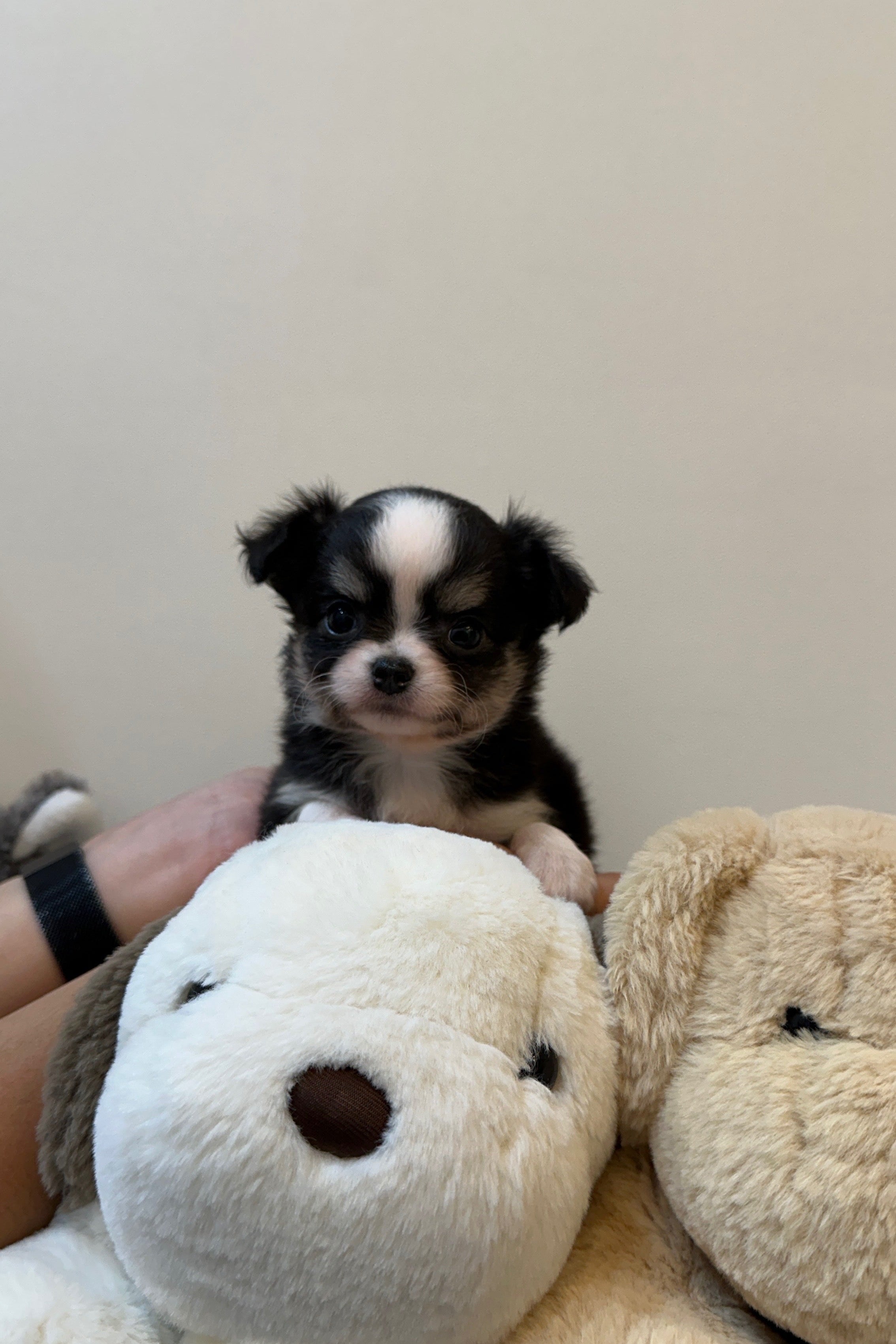 TIANA - FEMALE (CHIHUAHUA)