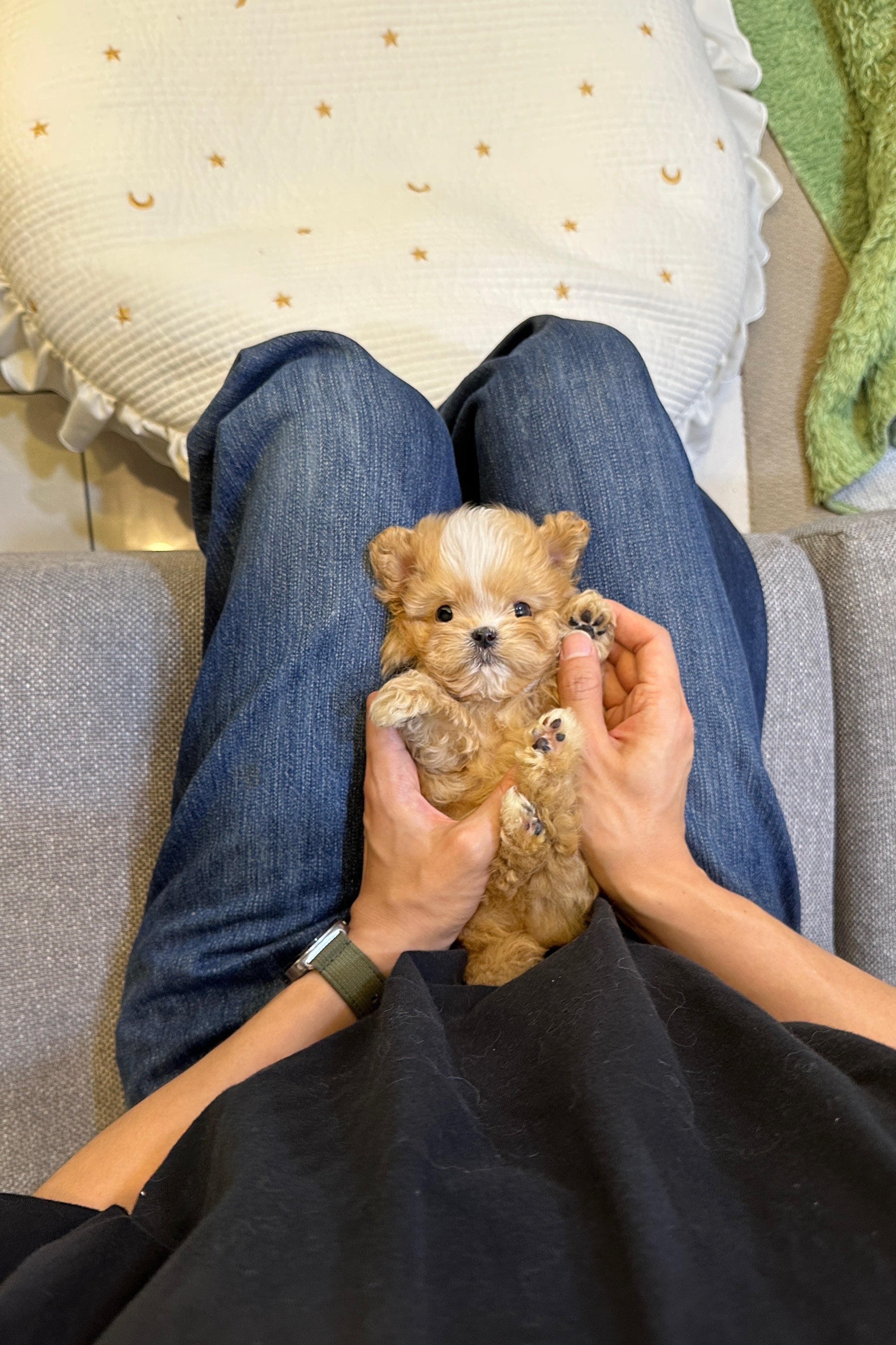 DAON - MALE (MALTIPOO)