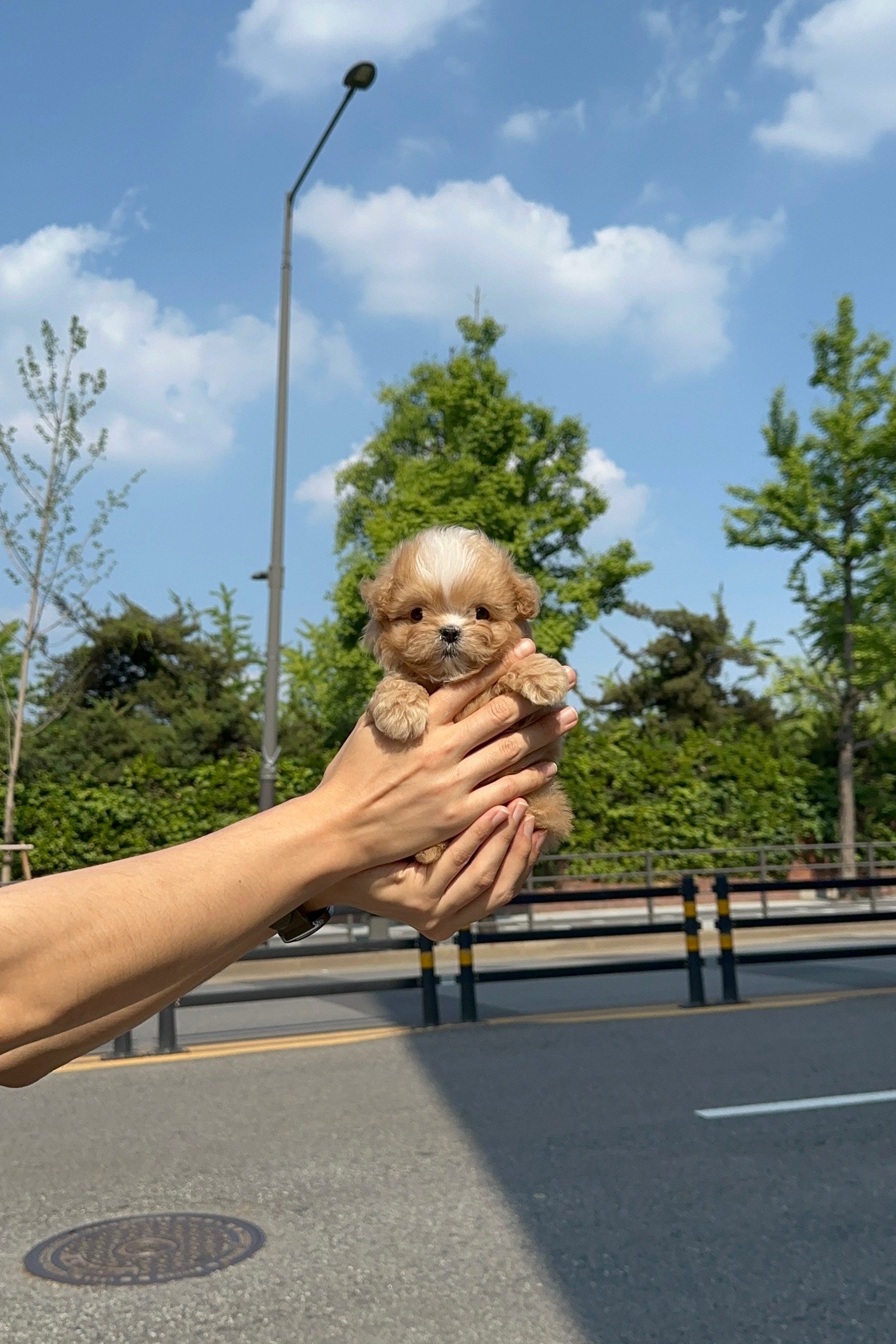 DAON - MALE (MALTIPOO)