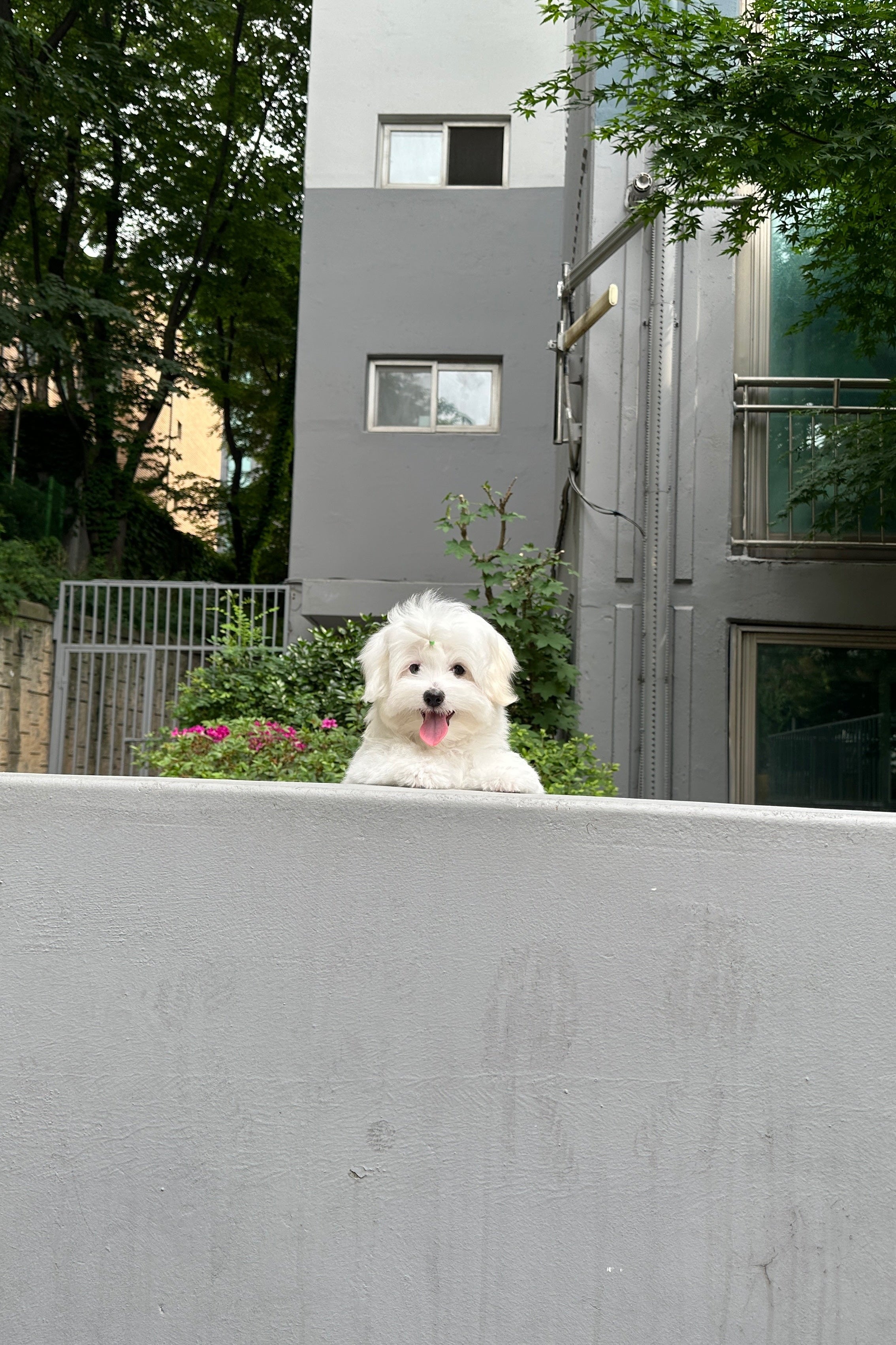 BITNA - FEMALE (COTON DE TULEAR)