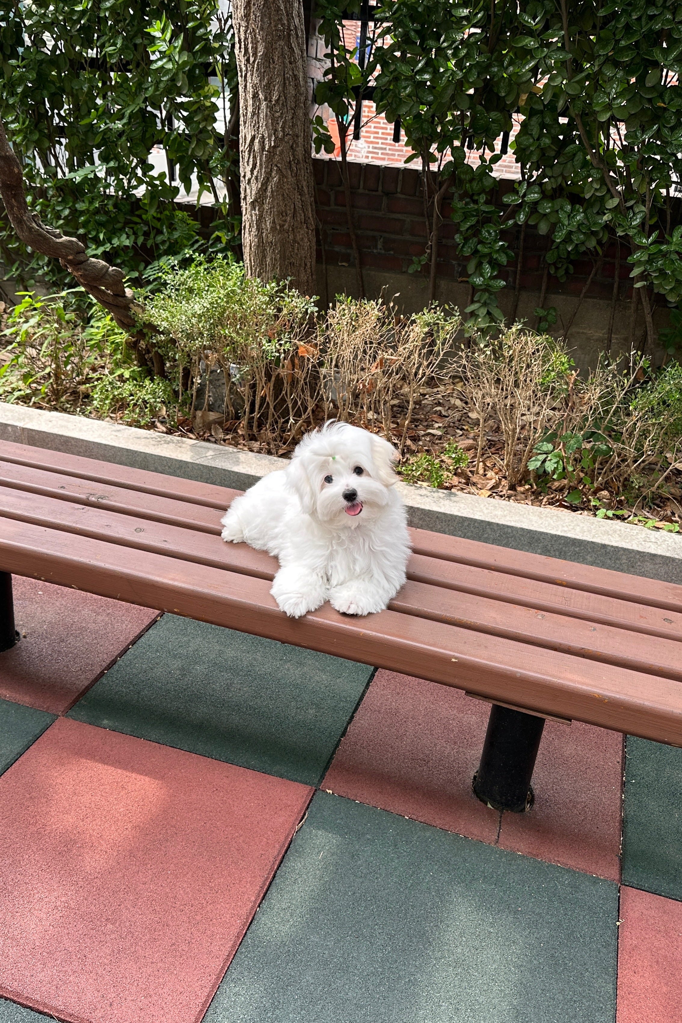 BITNA - FEMALE (COTON DE TULEAR)