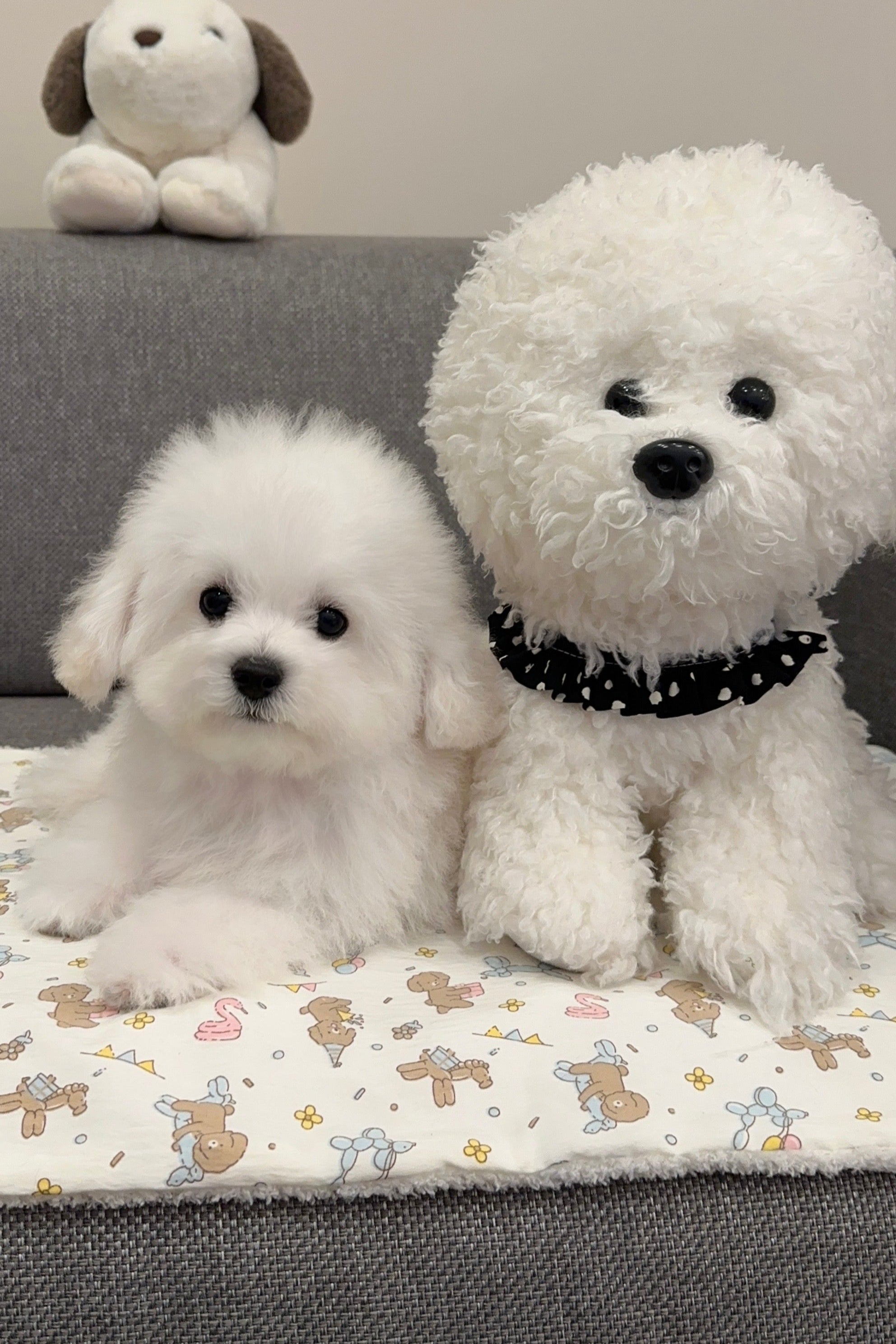 POPCORN - MALE (MINI BICHON FRISE)