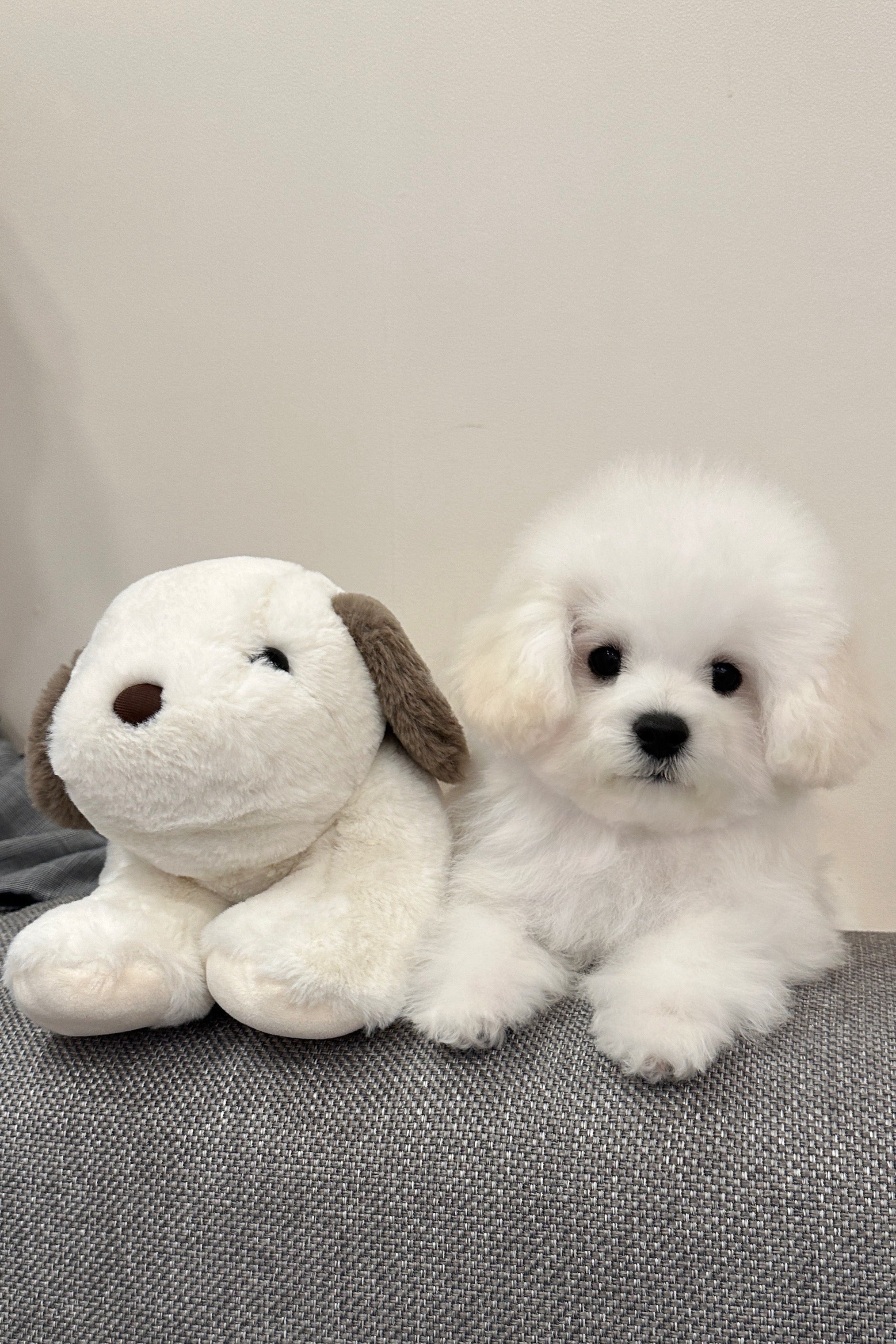 POPCORN - MALE (MINI BICHON FRISE)