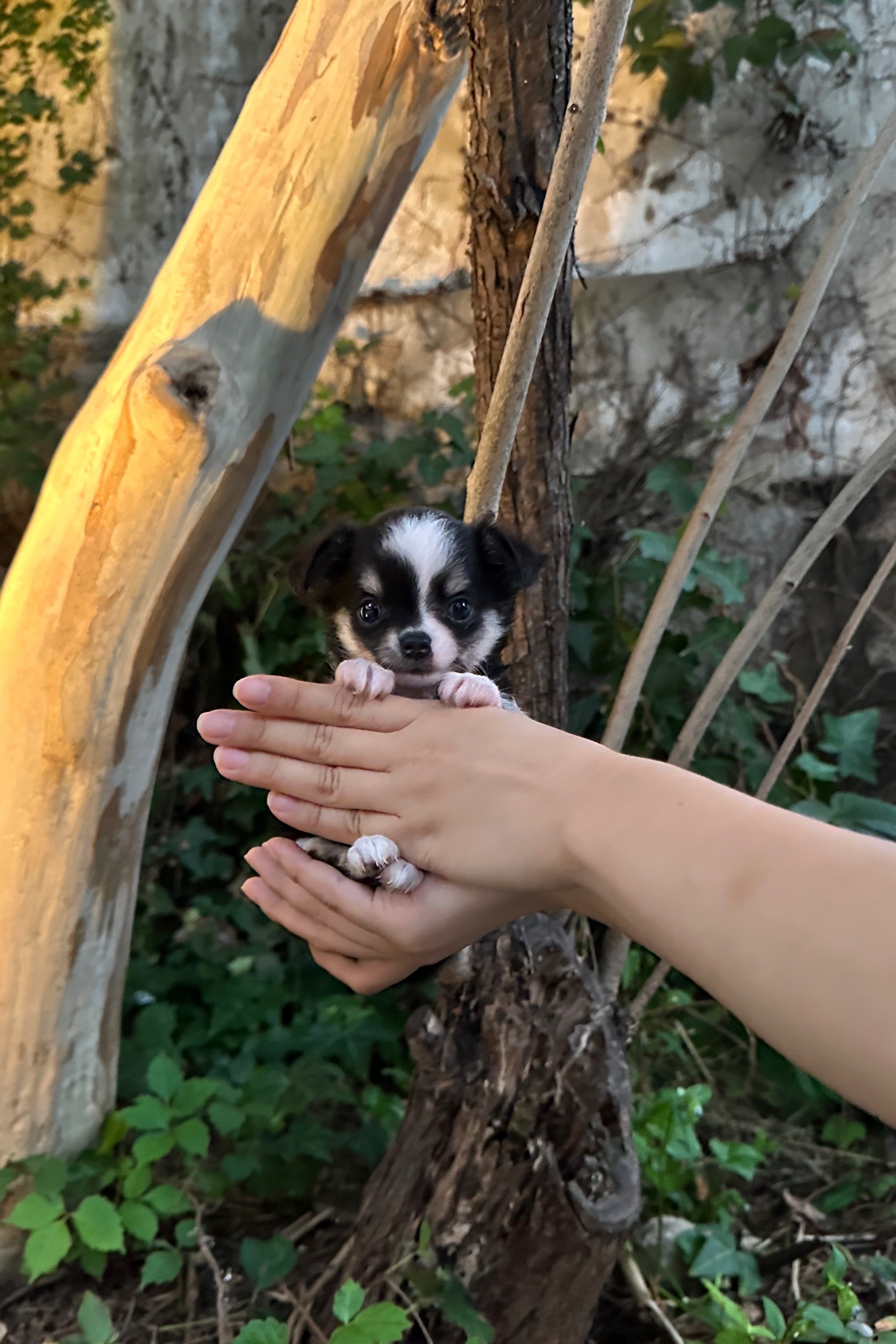 WOODY - MALE (CHIHUAHUA)