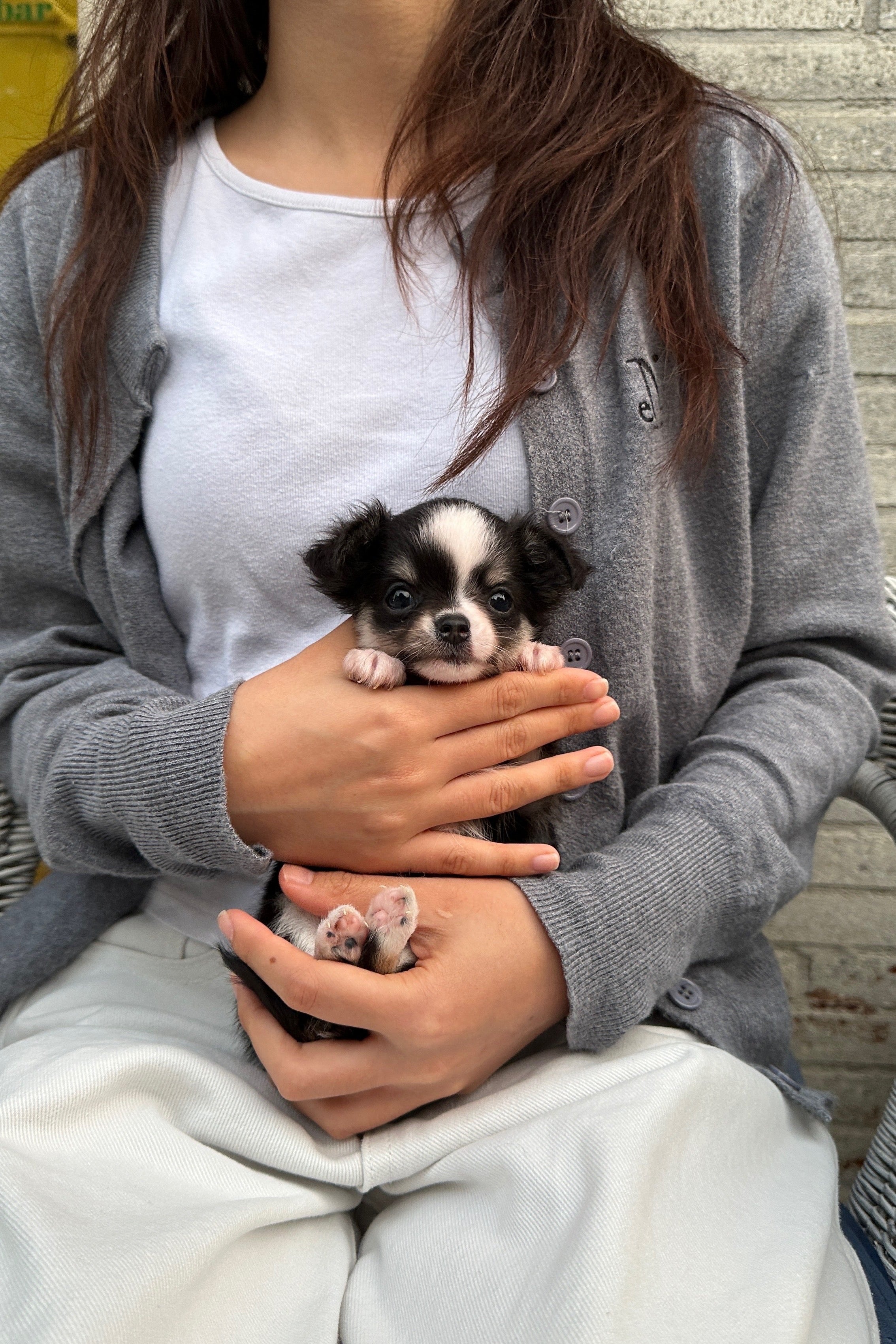 WOODY - MALE (CHIHUAHUA)