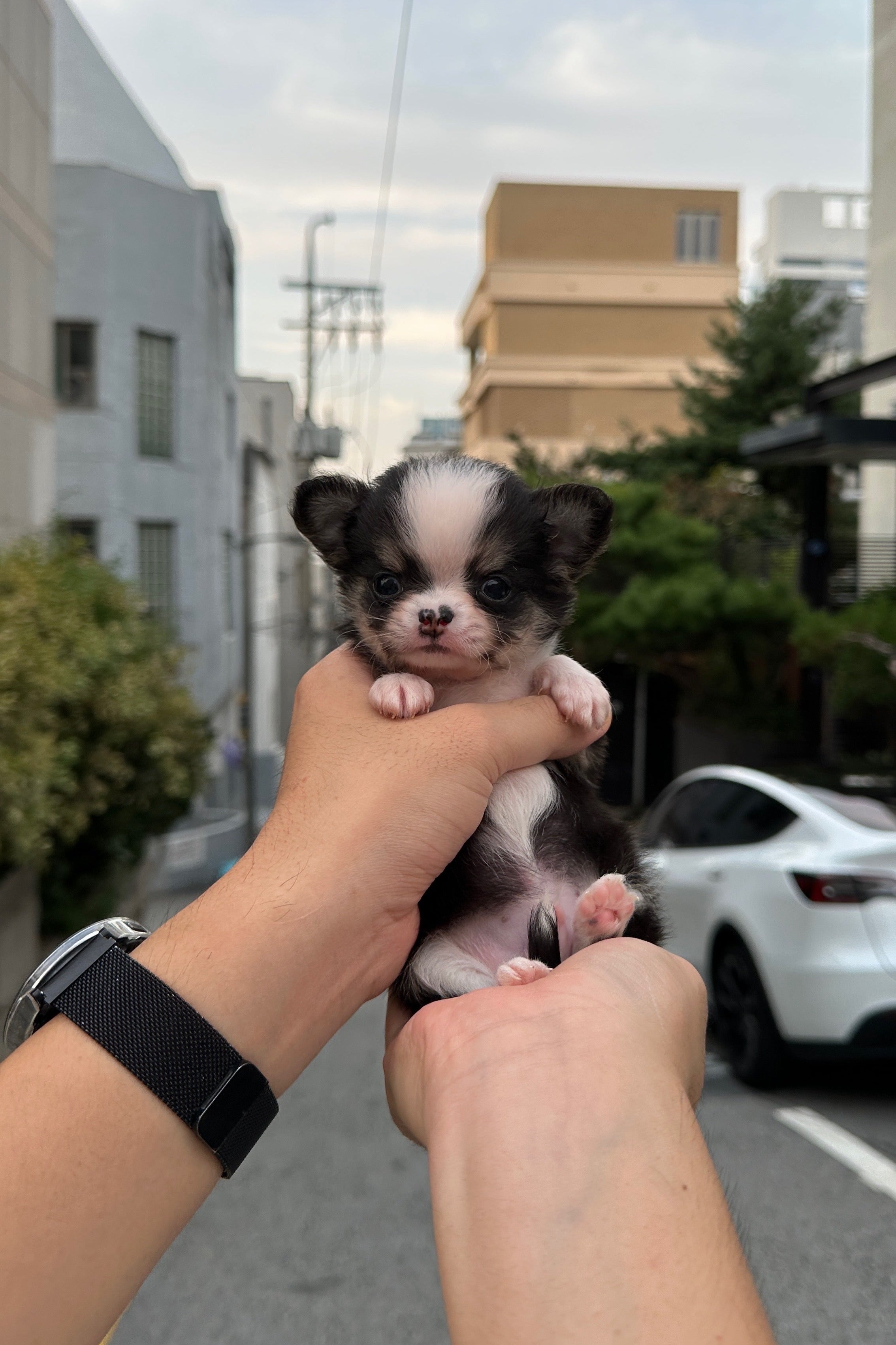BUZZ - MALE (CHIHUAHUA)
