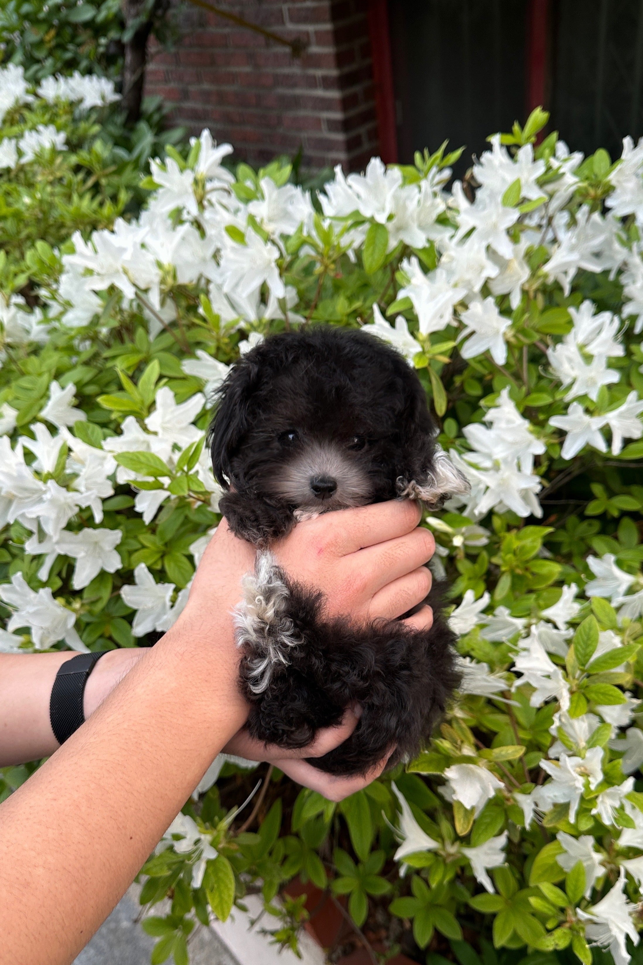 ARIA - FEMALE (TOY POODLE)