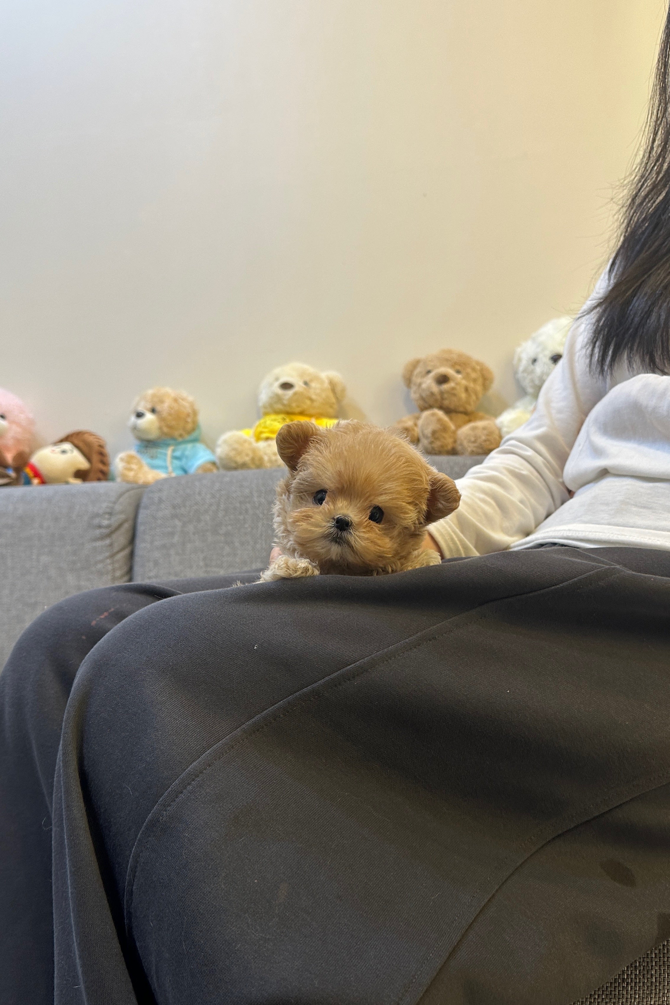 NARIN - FEMALE (MALTIPOO)