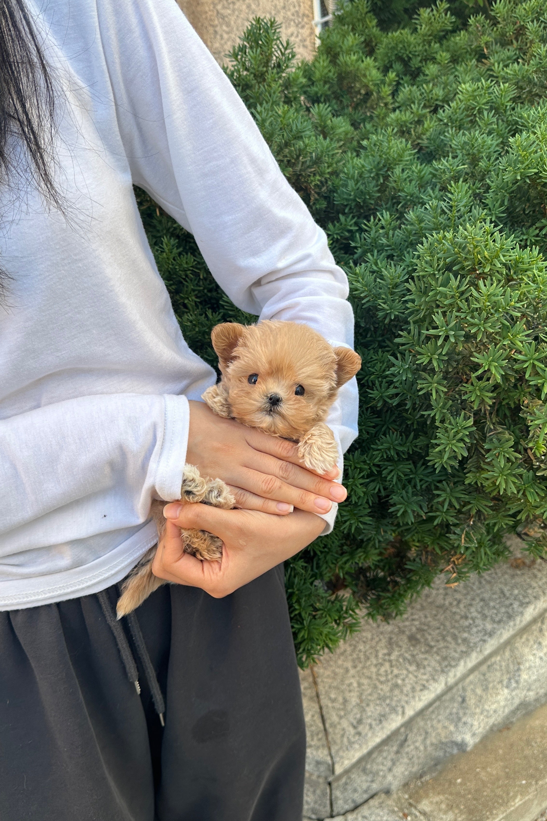 NARIN - FEMALE (MALTIPOO)