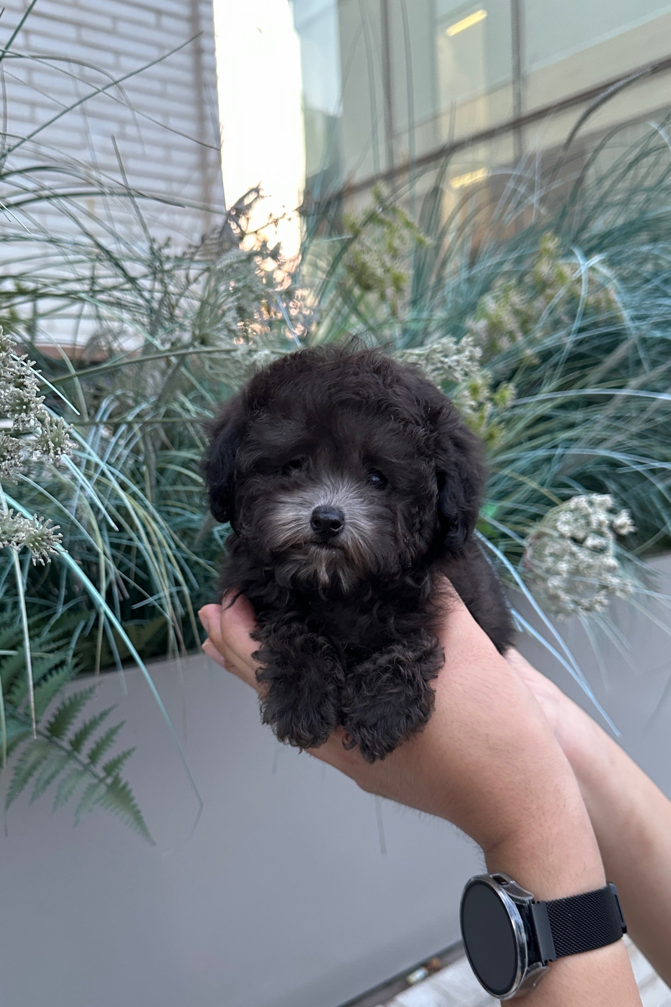 CAESAR - MALE (TOY POODLE)