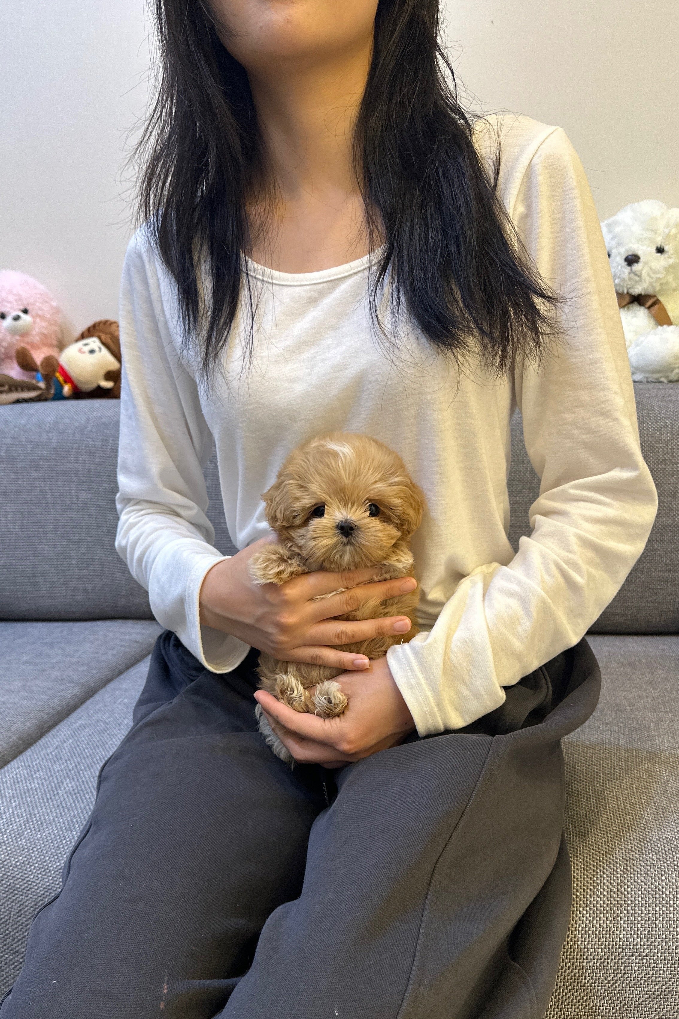 BBOBBI - FEMALE (MALTIPOO)
