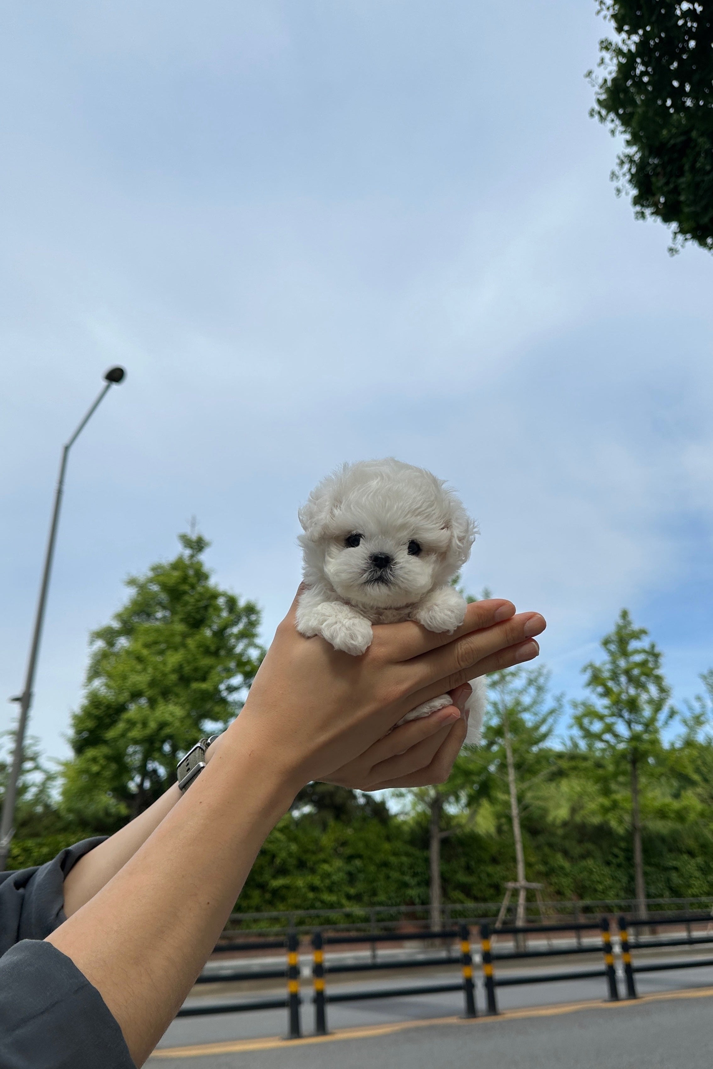 ARI - FEMALE (MINI BICHON)