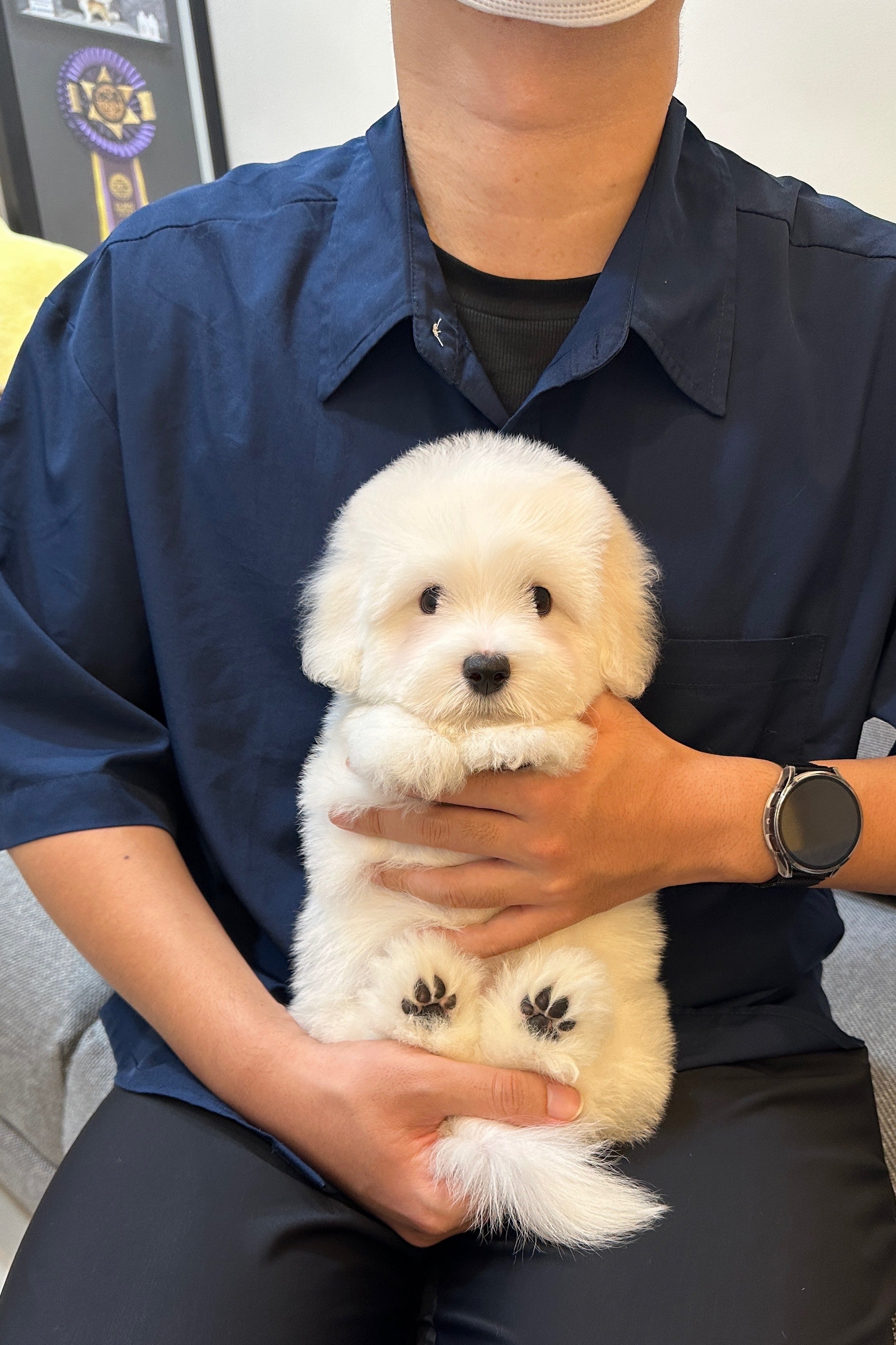 RAON - MALE (COTON DE TULEAR)
