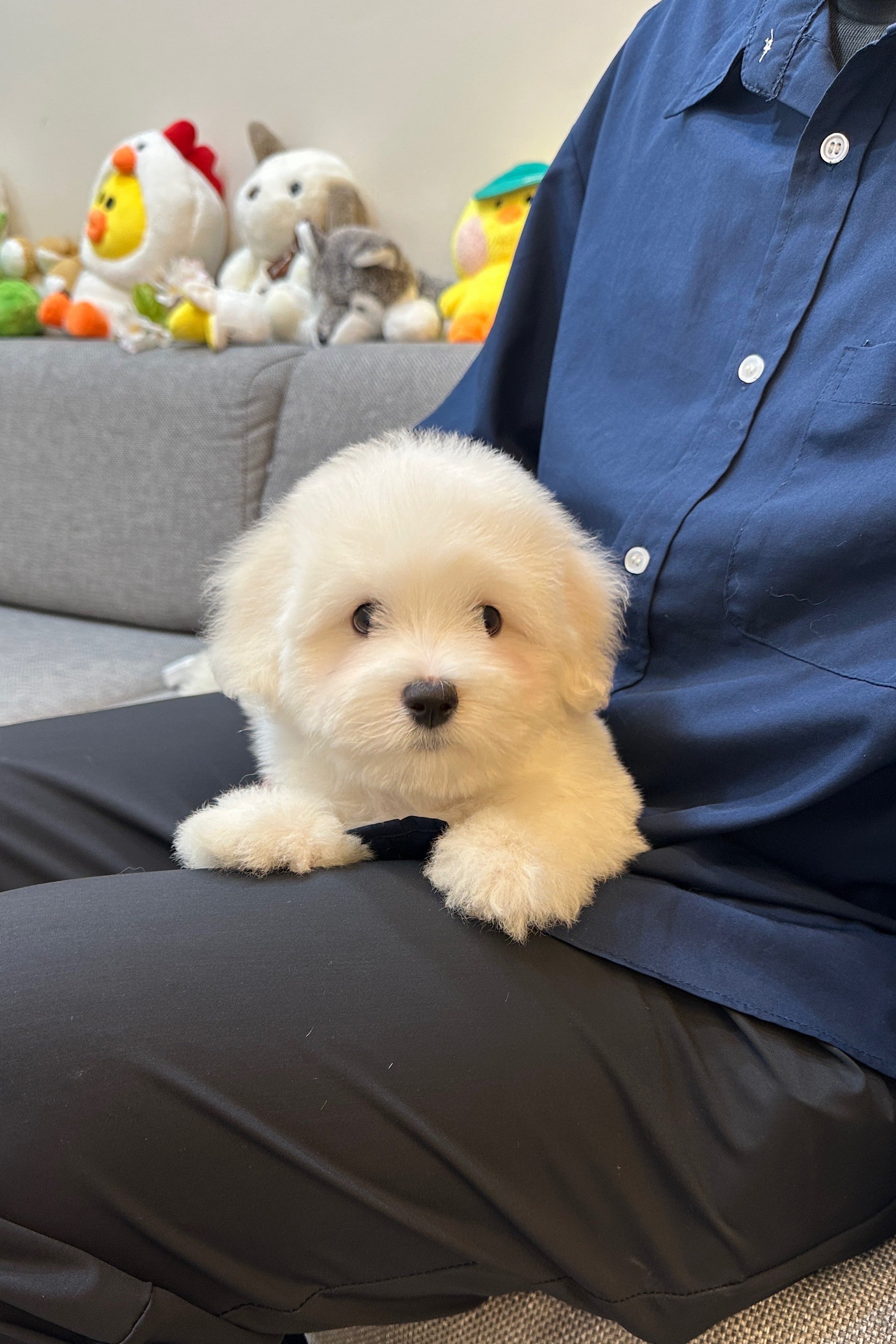 RAON - MALE (COTON DE TULEAR)