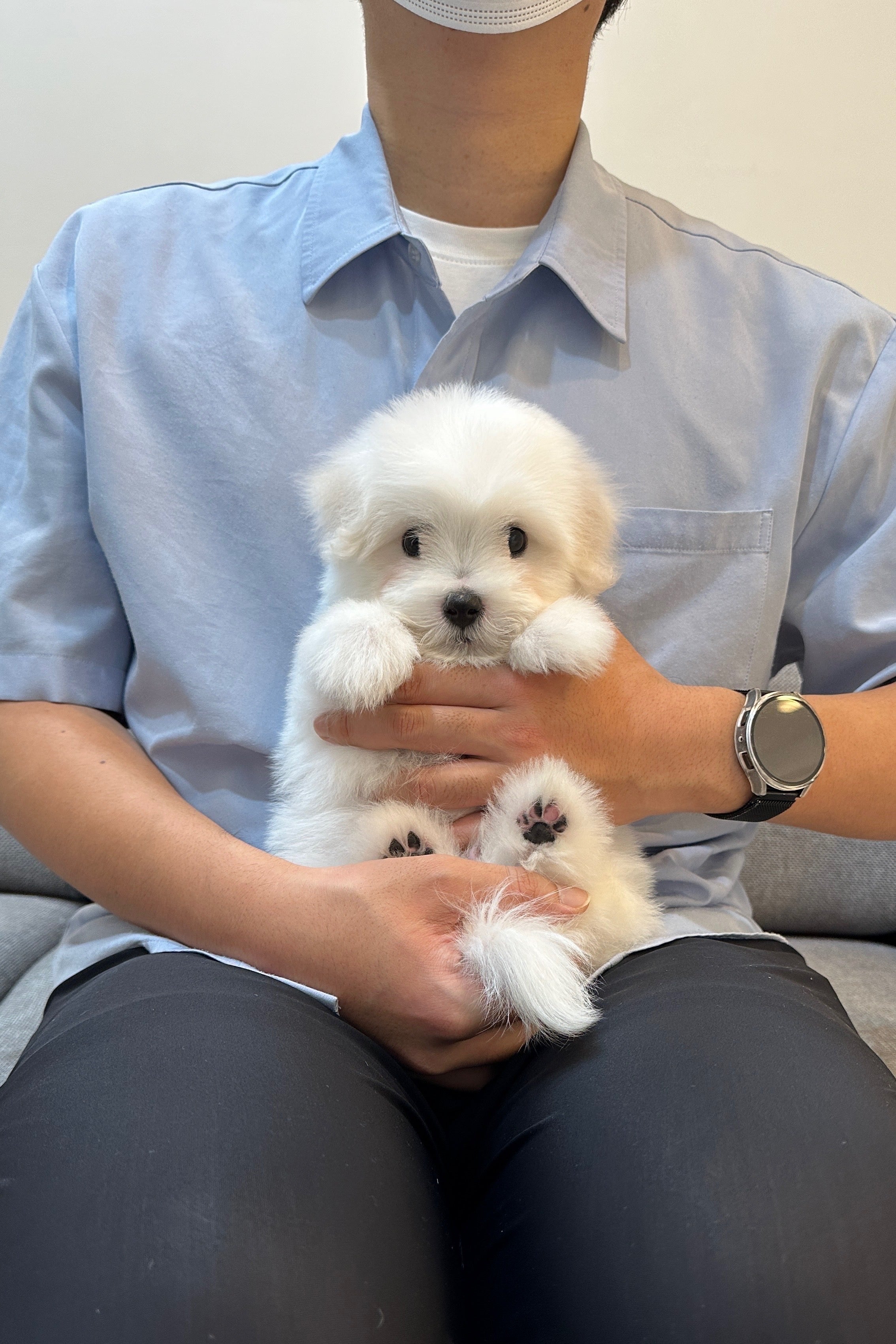 EDEN - MALE (COTON DE TULEAR)