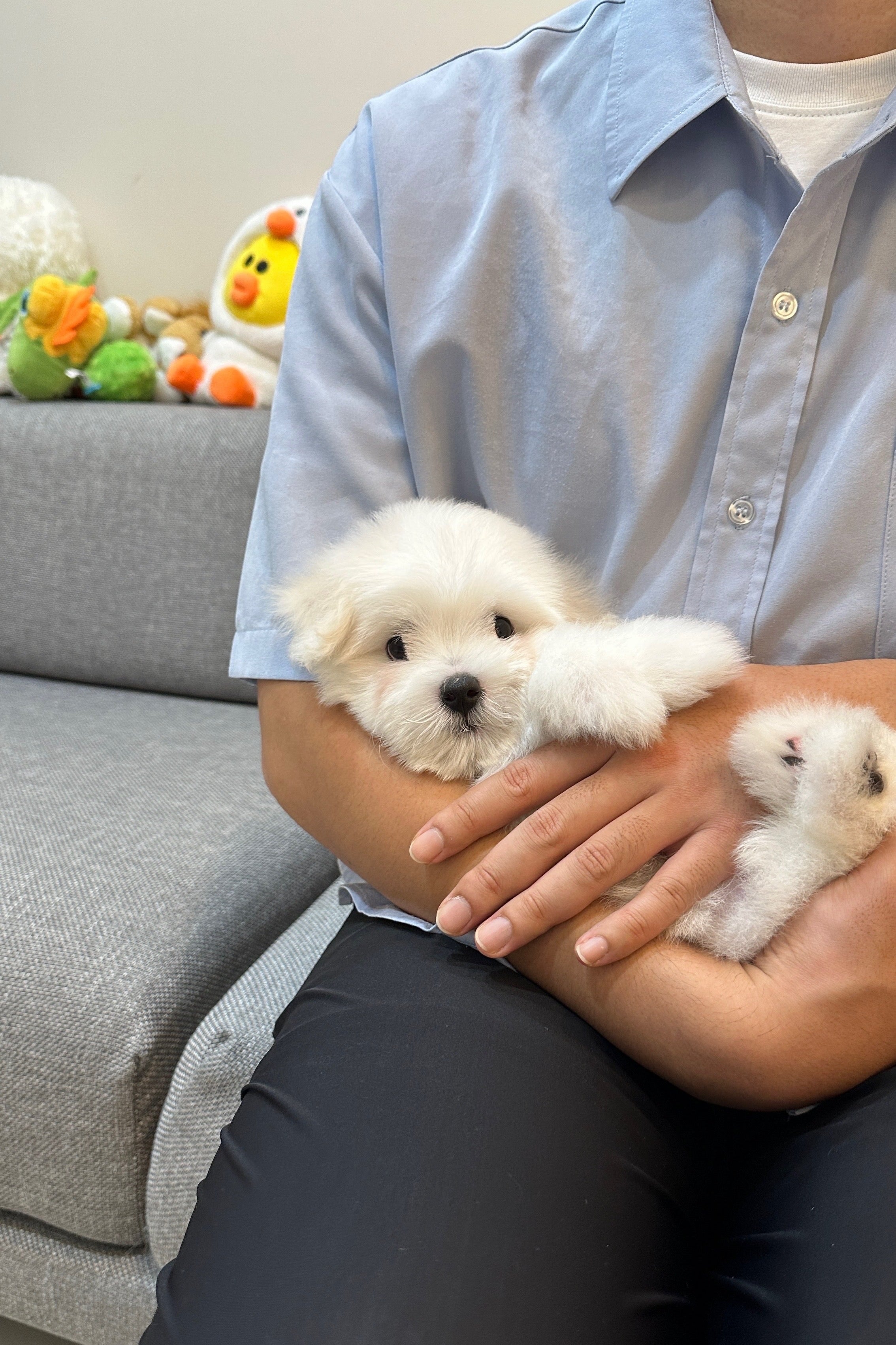 EDEN - MALE (COTON DE TULEAR)