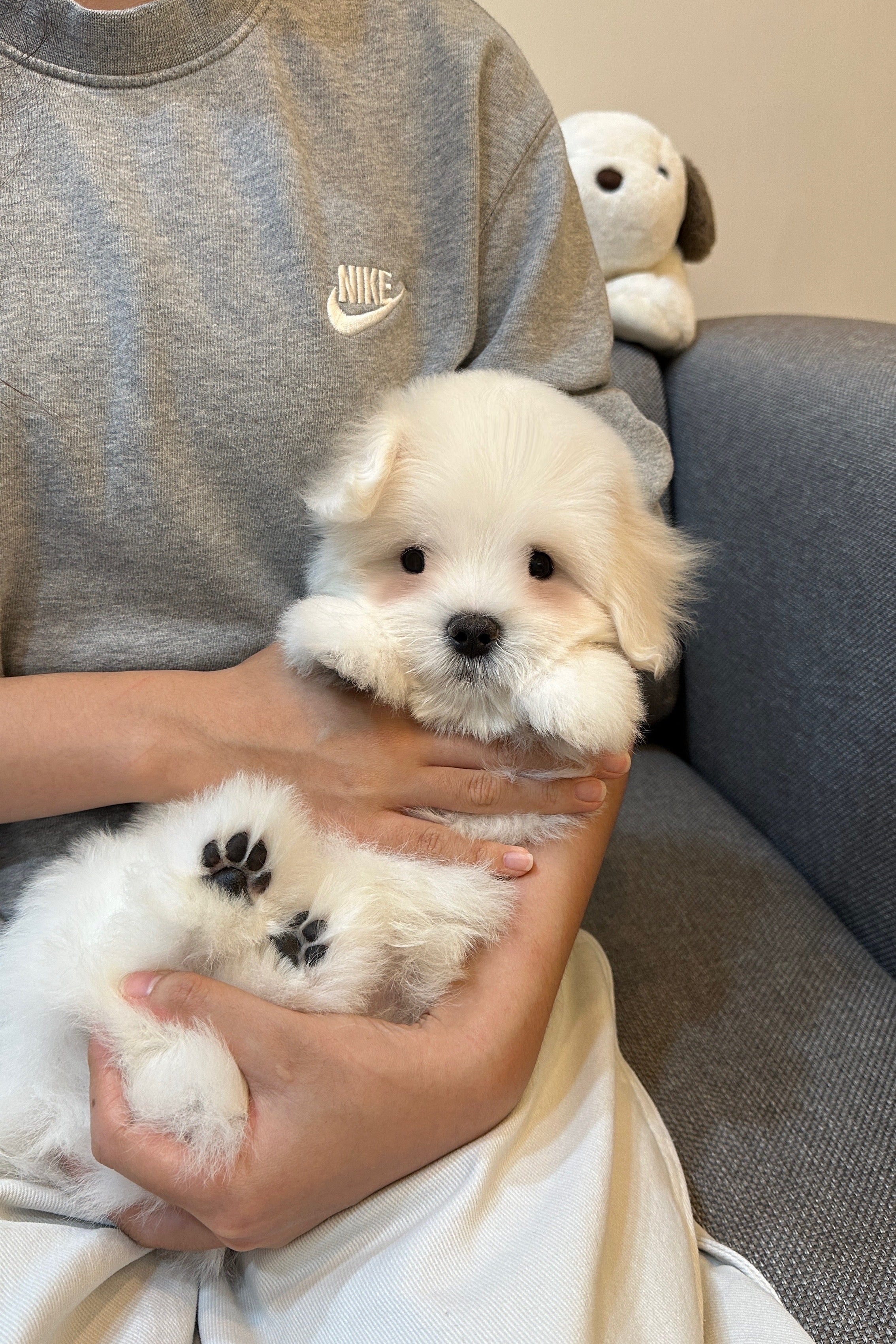 ONYU - MALE (COTON DE TULEAR)