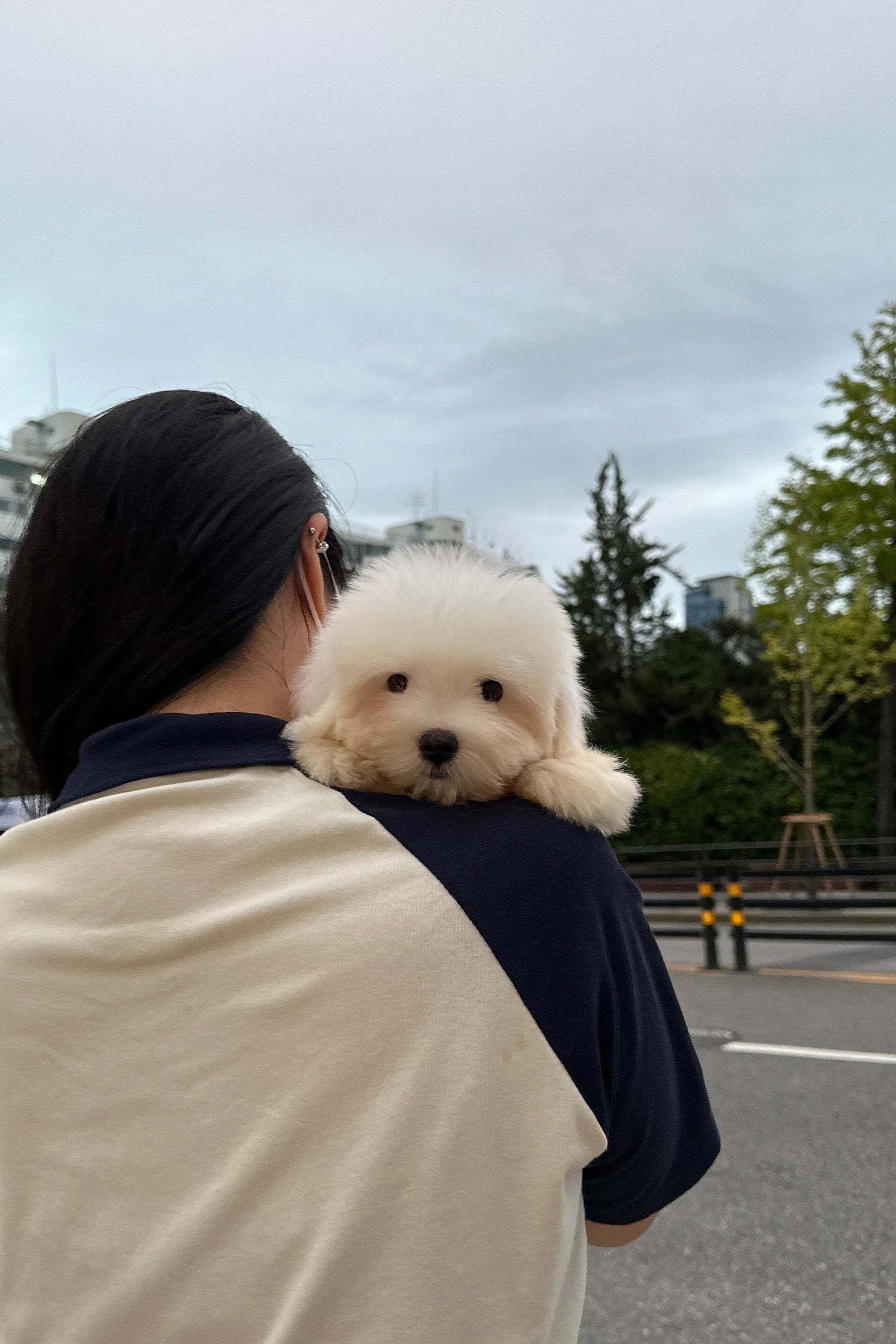 BORA - MALE (COTON DE TULEAR)
