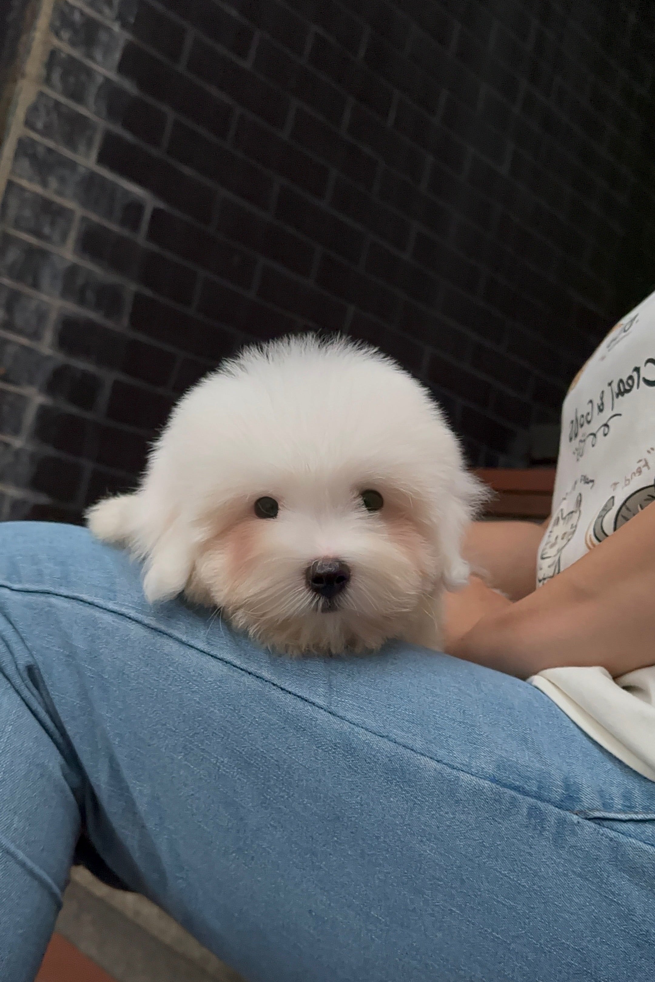 BORA - MALE (COTON DE TULEAR)