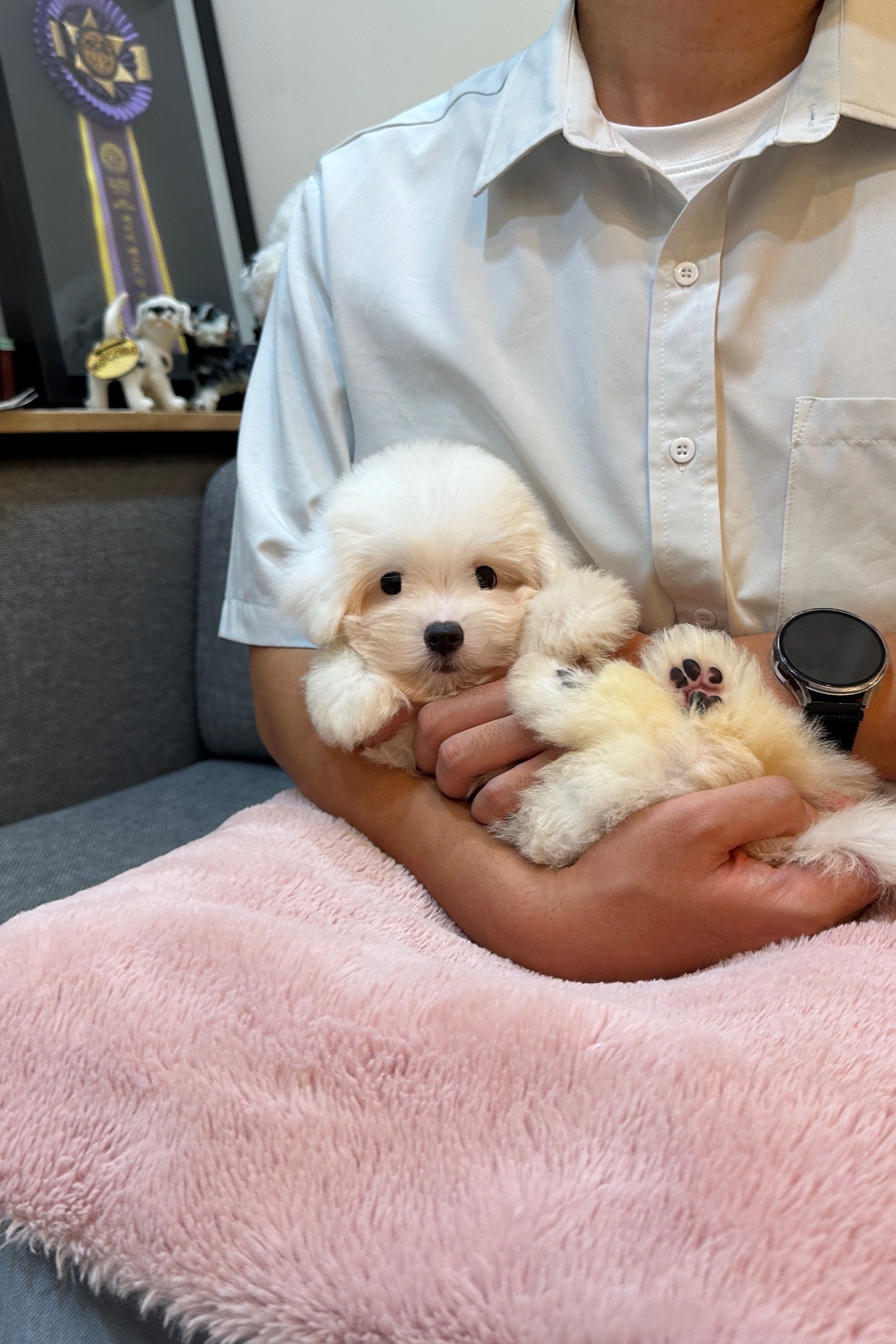 BBO - FEMALE (COTON DE TULEAR)