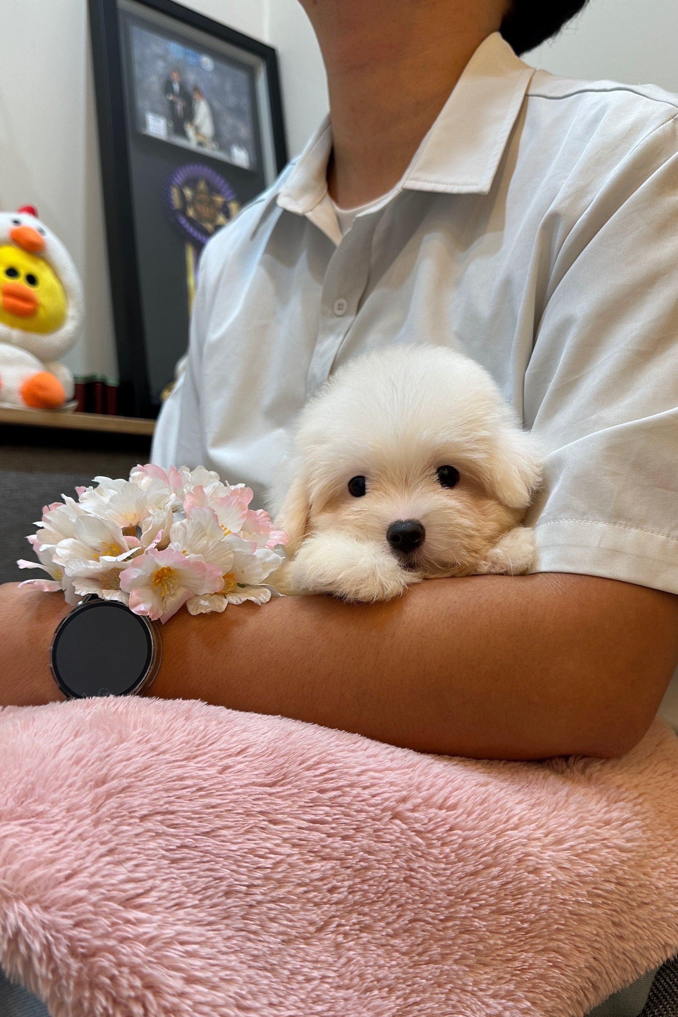 BBO - FEMALE (COTON DE TULEAR)