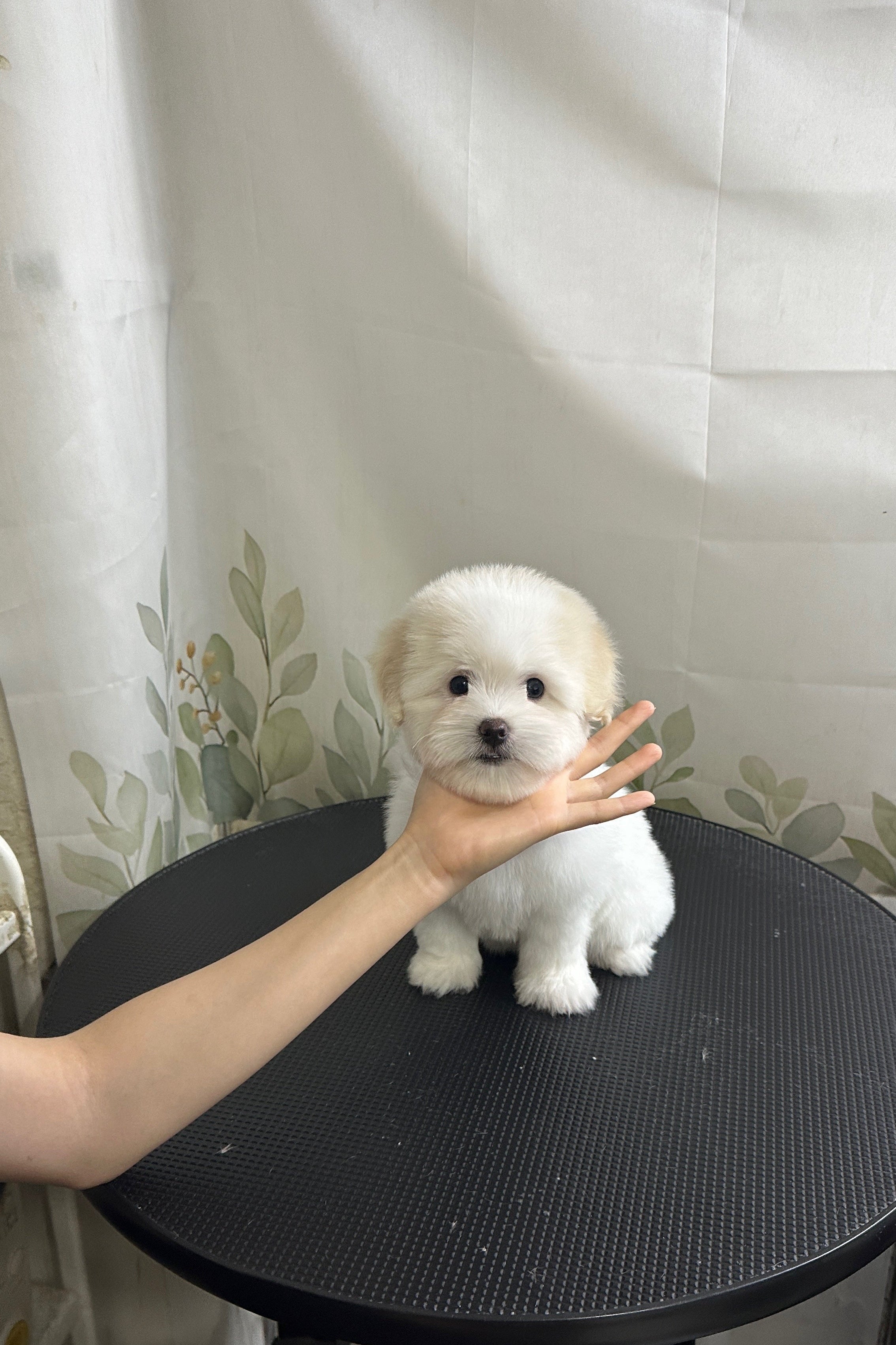 RUMI - FEMALE (COTON DE TULEAR)