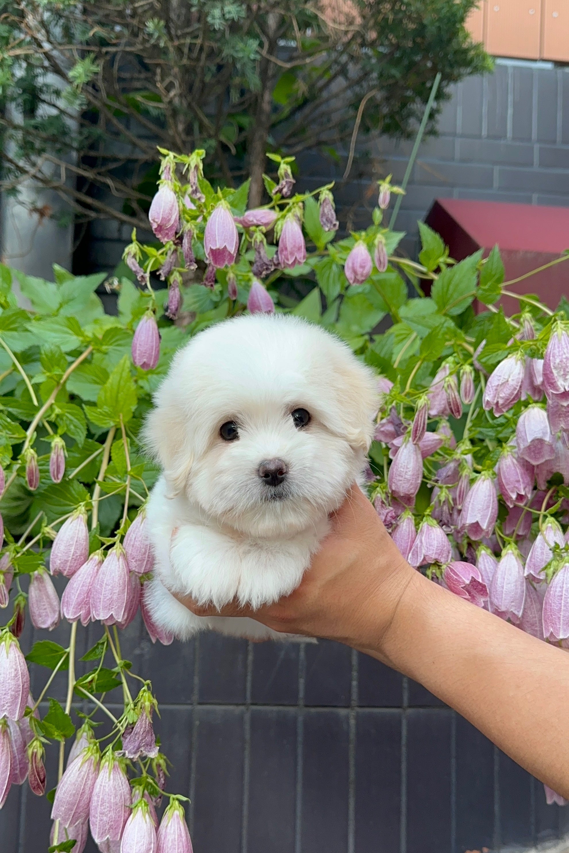 RUMI - FEMALE (COTON DE TULEAR)