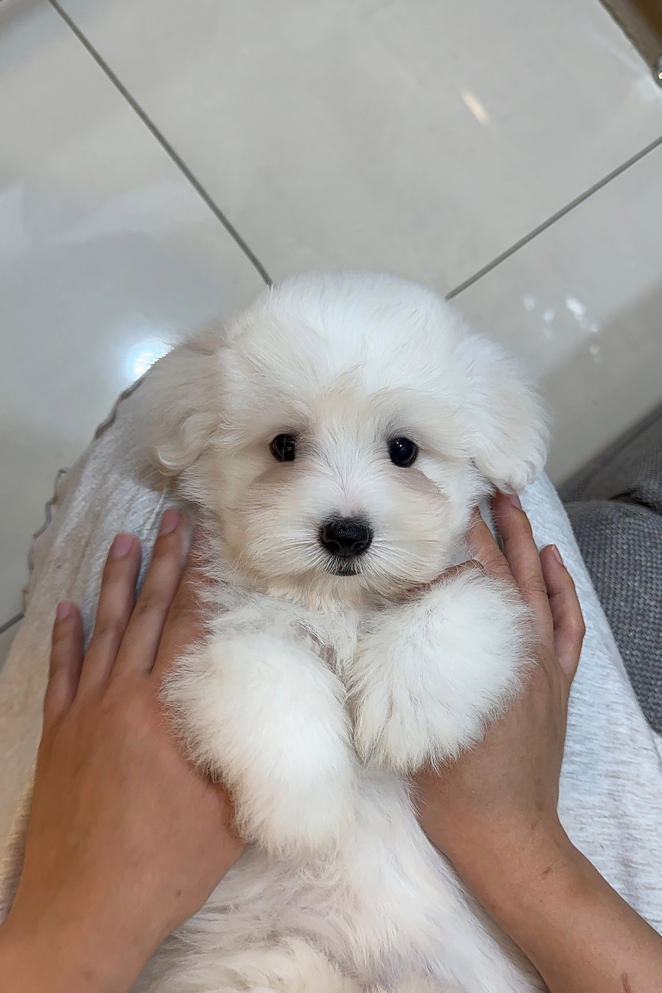 AURORA - FEMALE (COTON DE TULEAR)