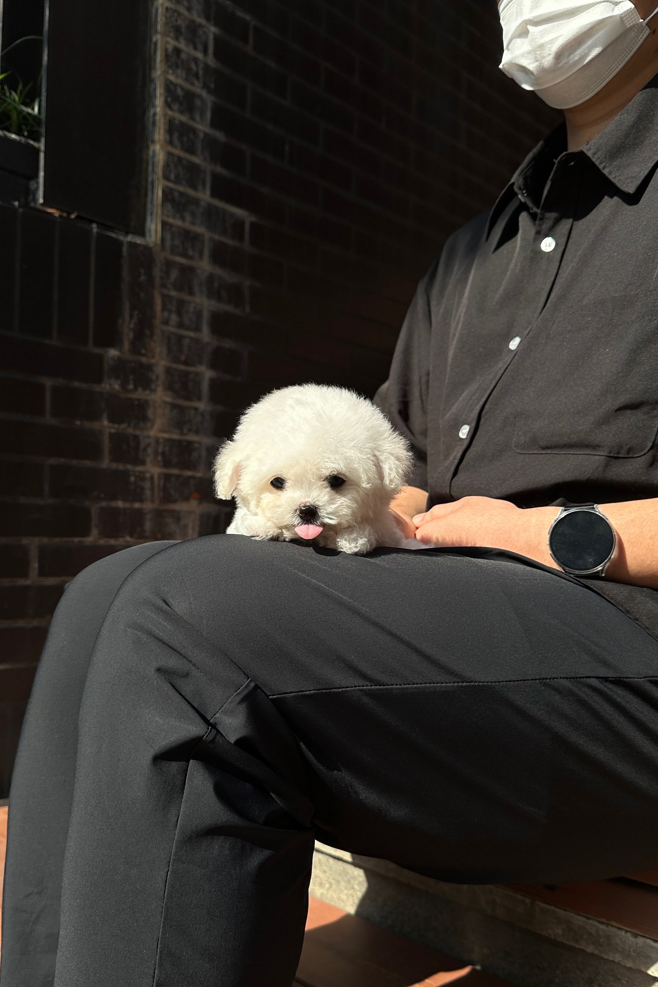 DURU - MALE (MINI BICHON FRISE)