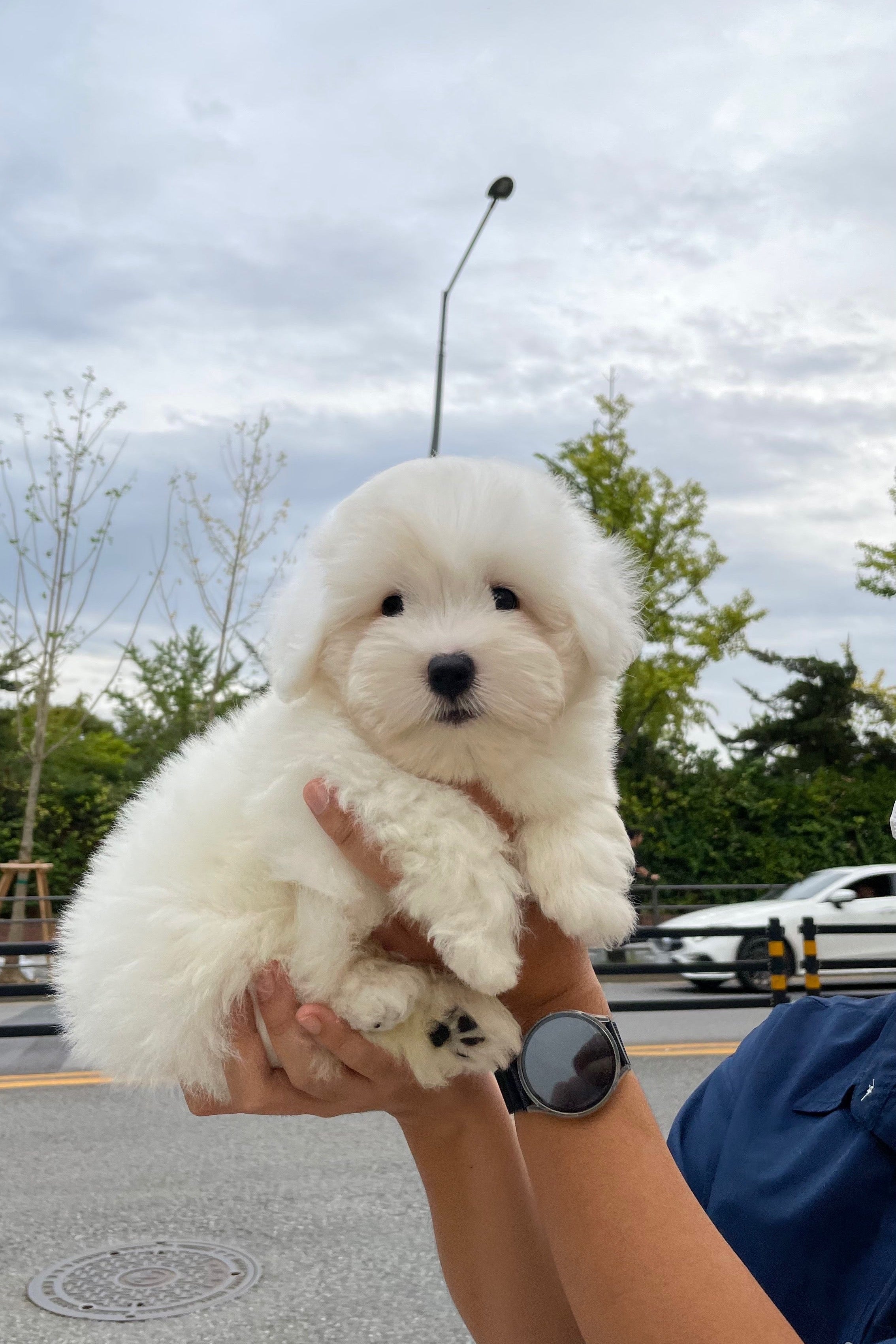 DAEBBANG - MALE (COTON DE TULEAR)