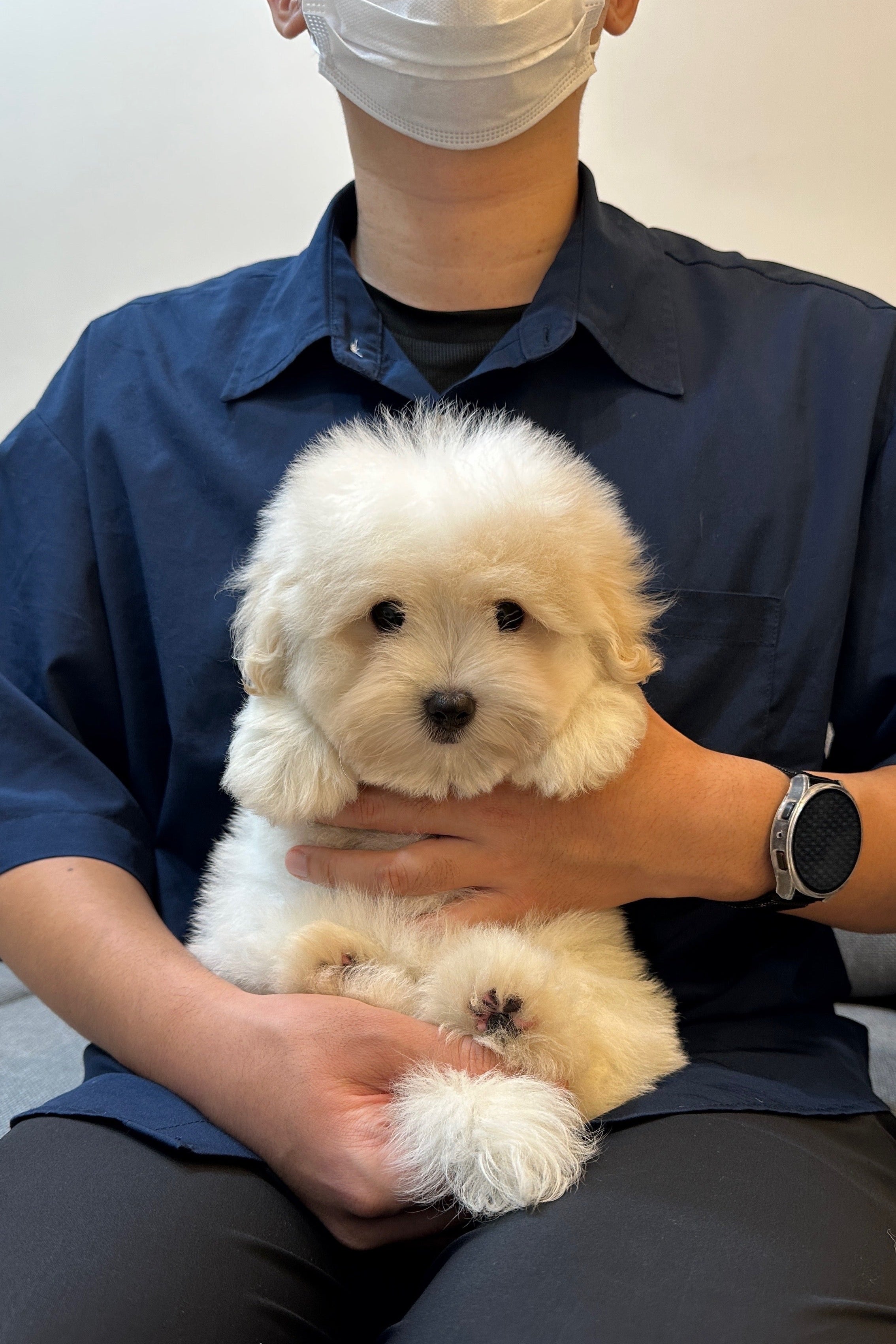YUJA - MALE (COTON DE TULEAR)