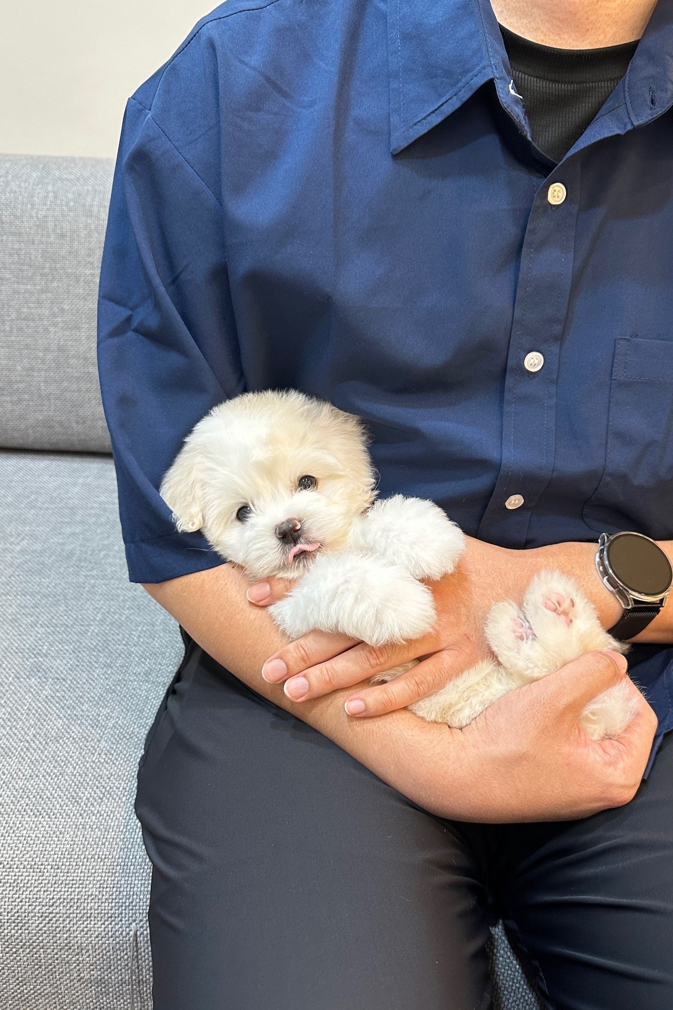 ODIN - MALE (COTON DE TULEAR)