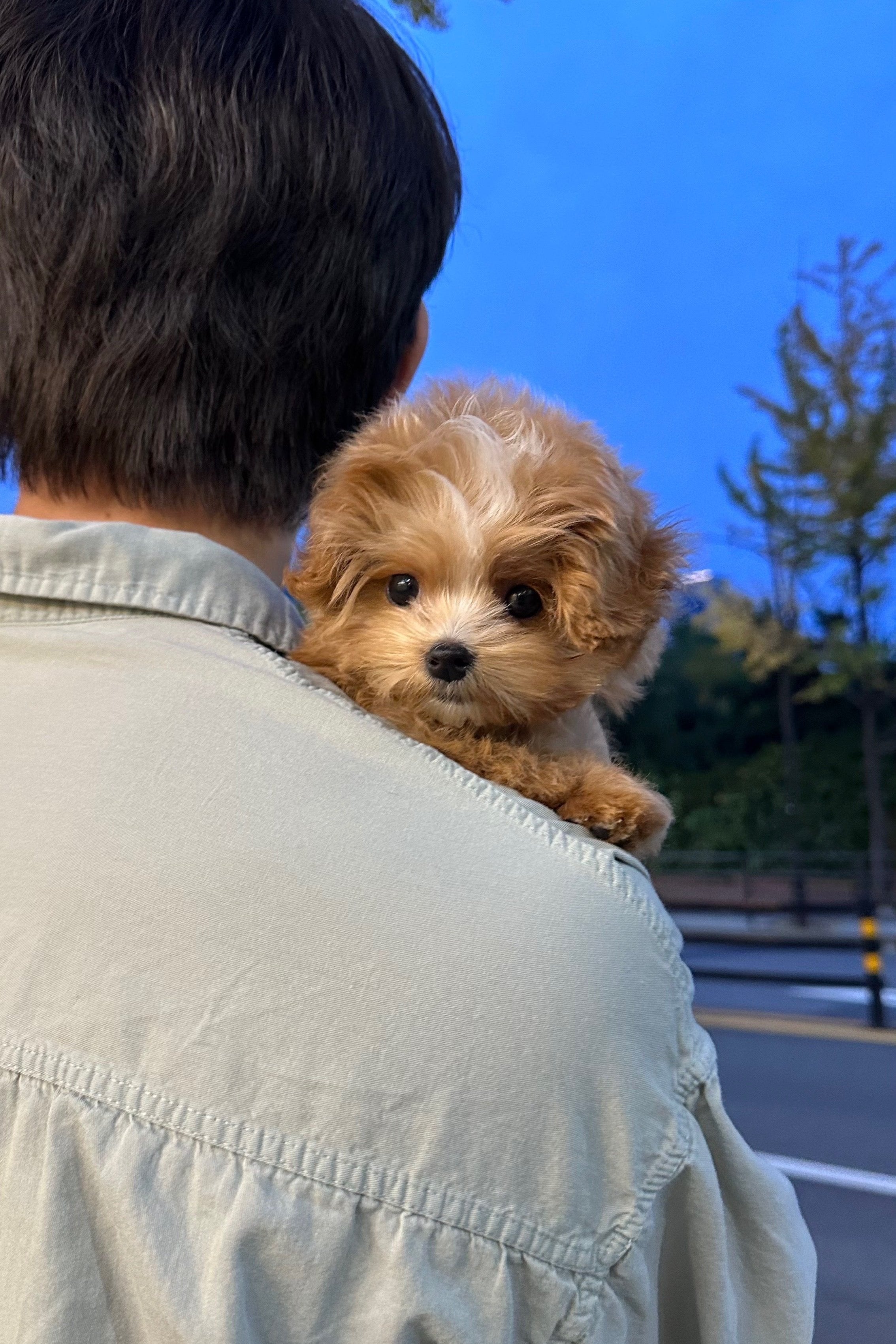 LUKE - MALE (MALTIPOO)