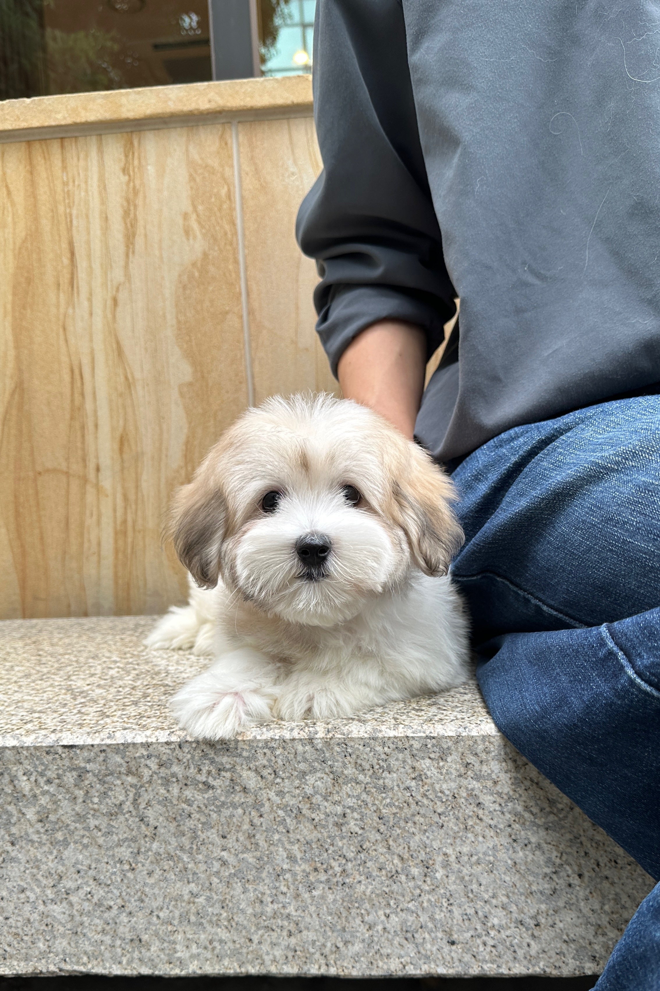 DONGDONG - MALE (COTON DE TULEAR)