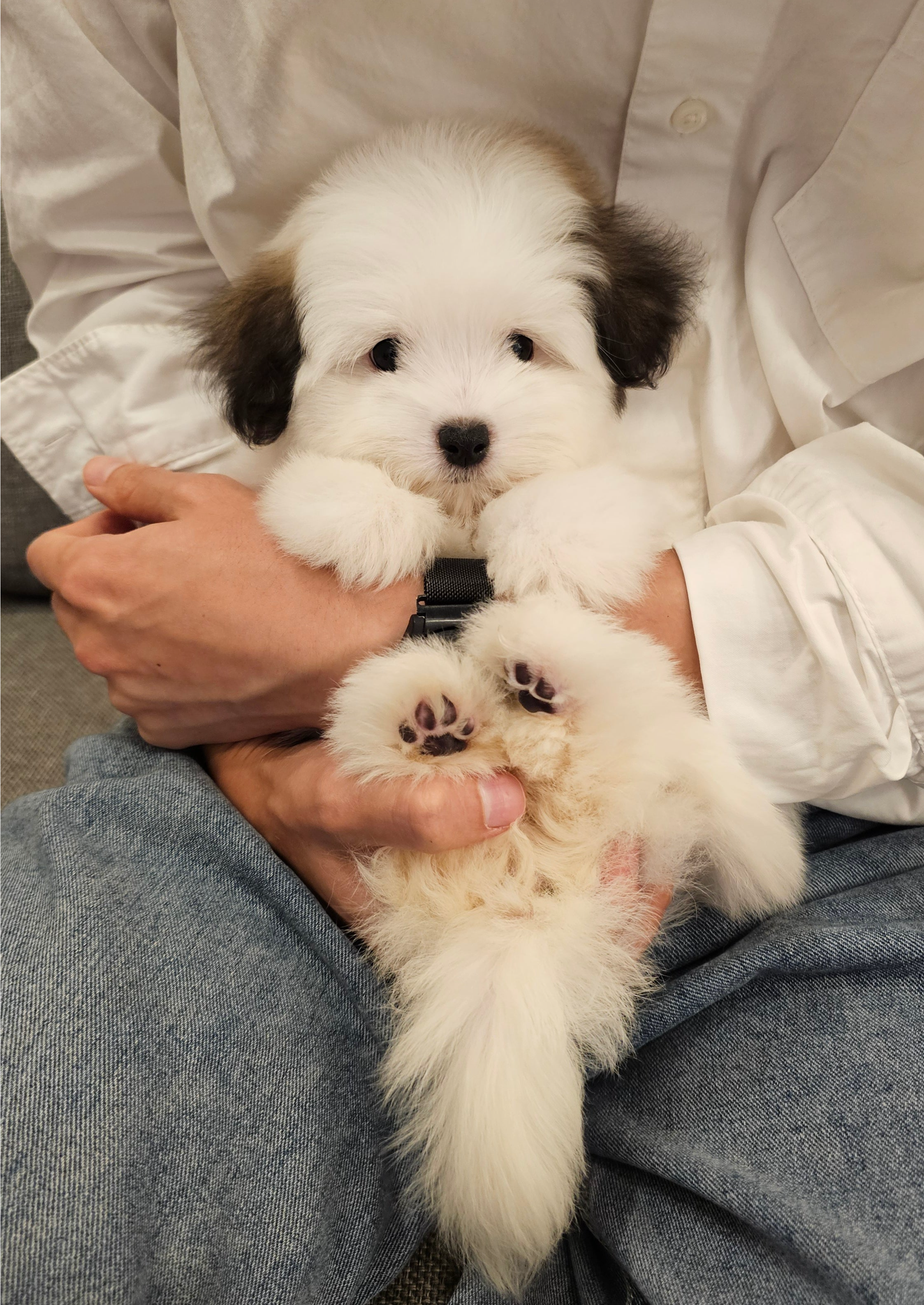 POCHACCO - FEMALE (COTON DE TULEAR)