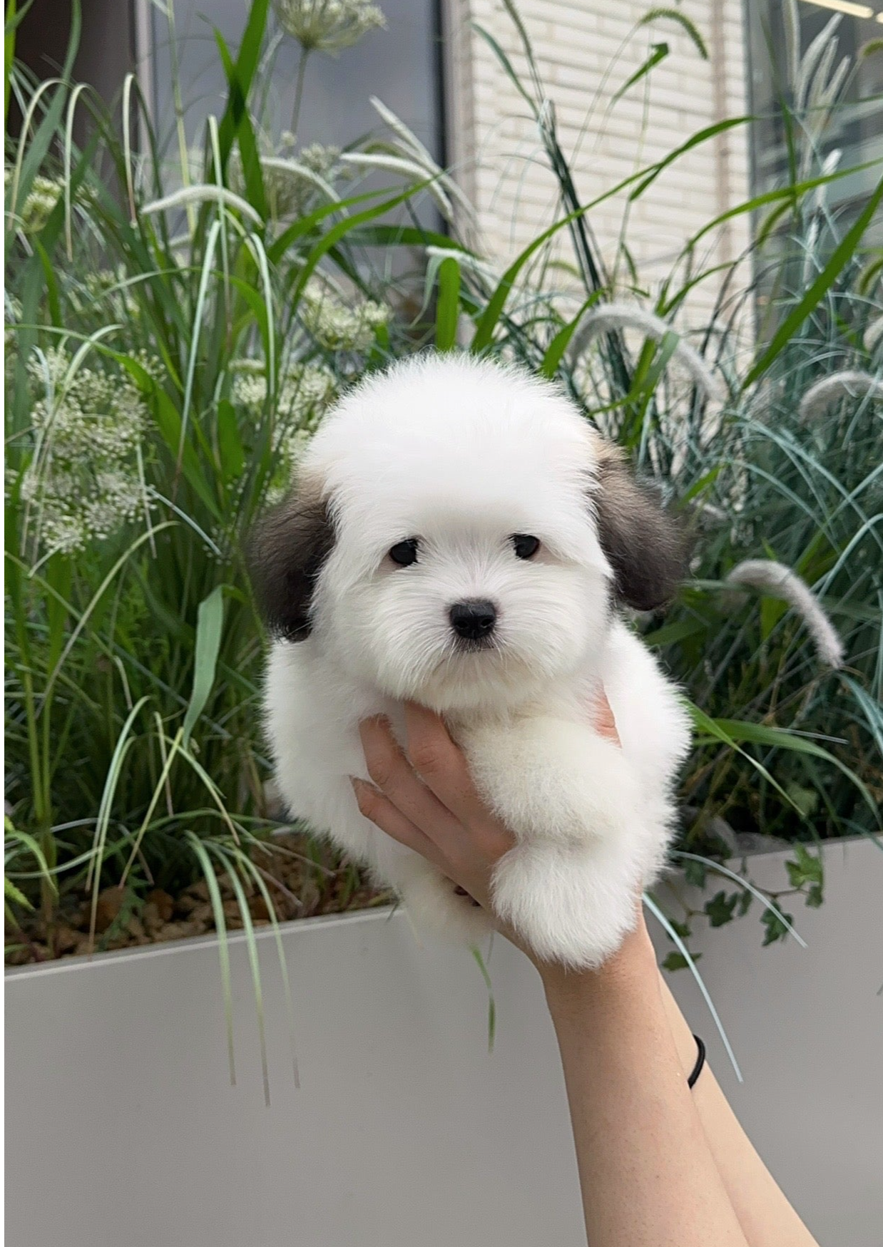 POCHACCO - FEMALE (COTON DE TULEAR)