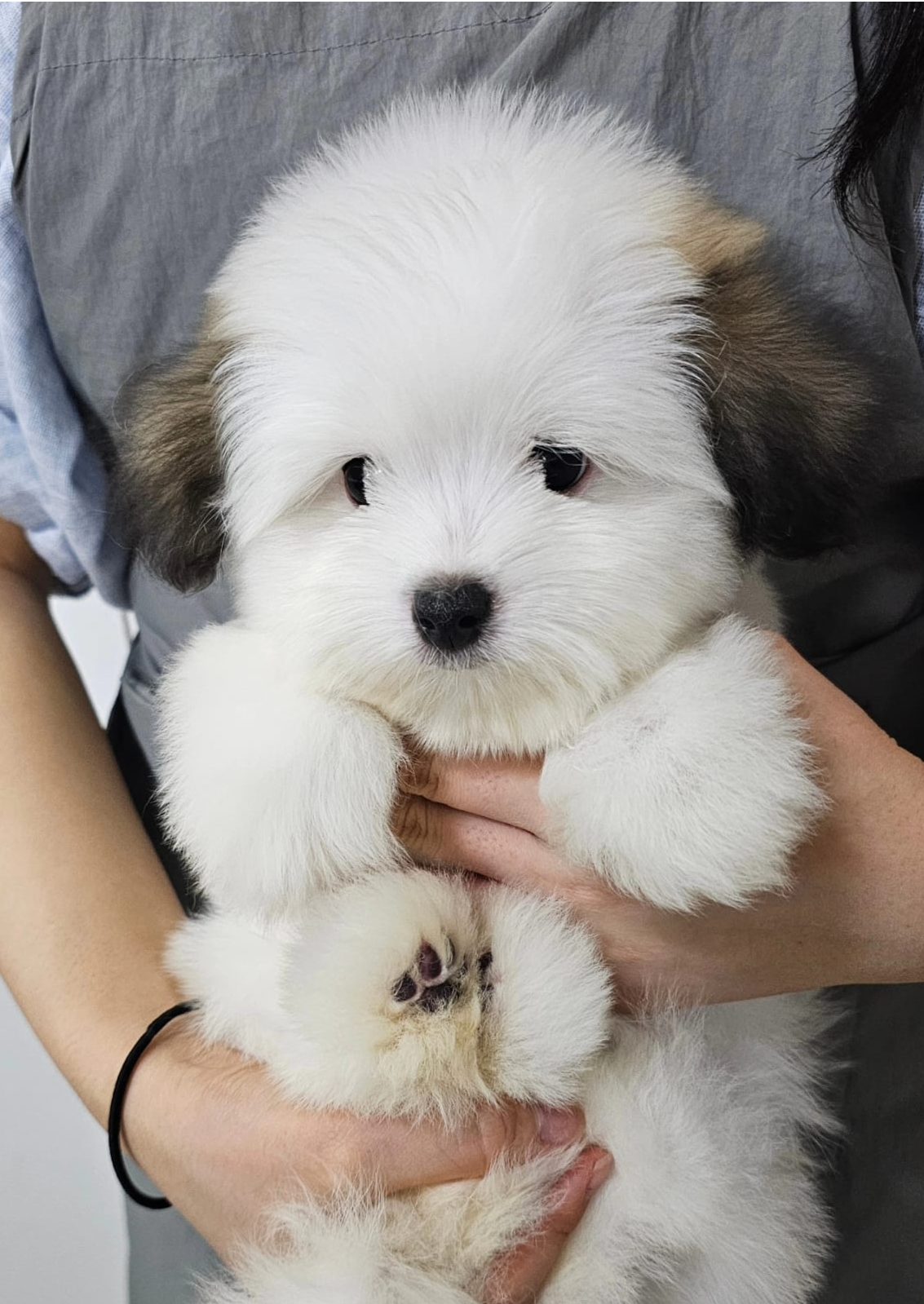 POCHACCO - FEMALE (COTON DE TULEAR)