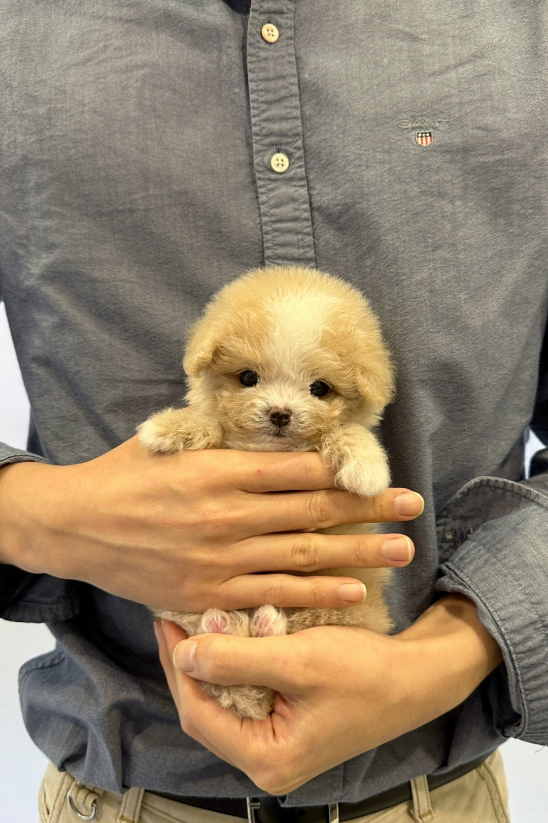 DOLCE - MALE (MALTIPOO)