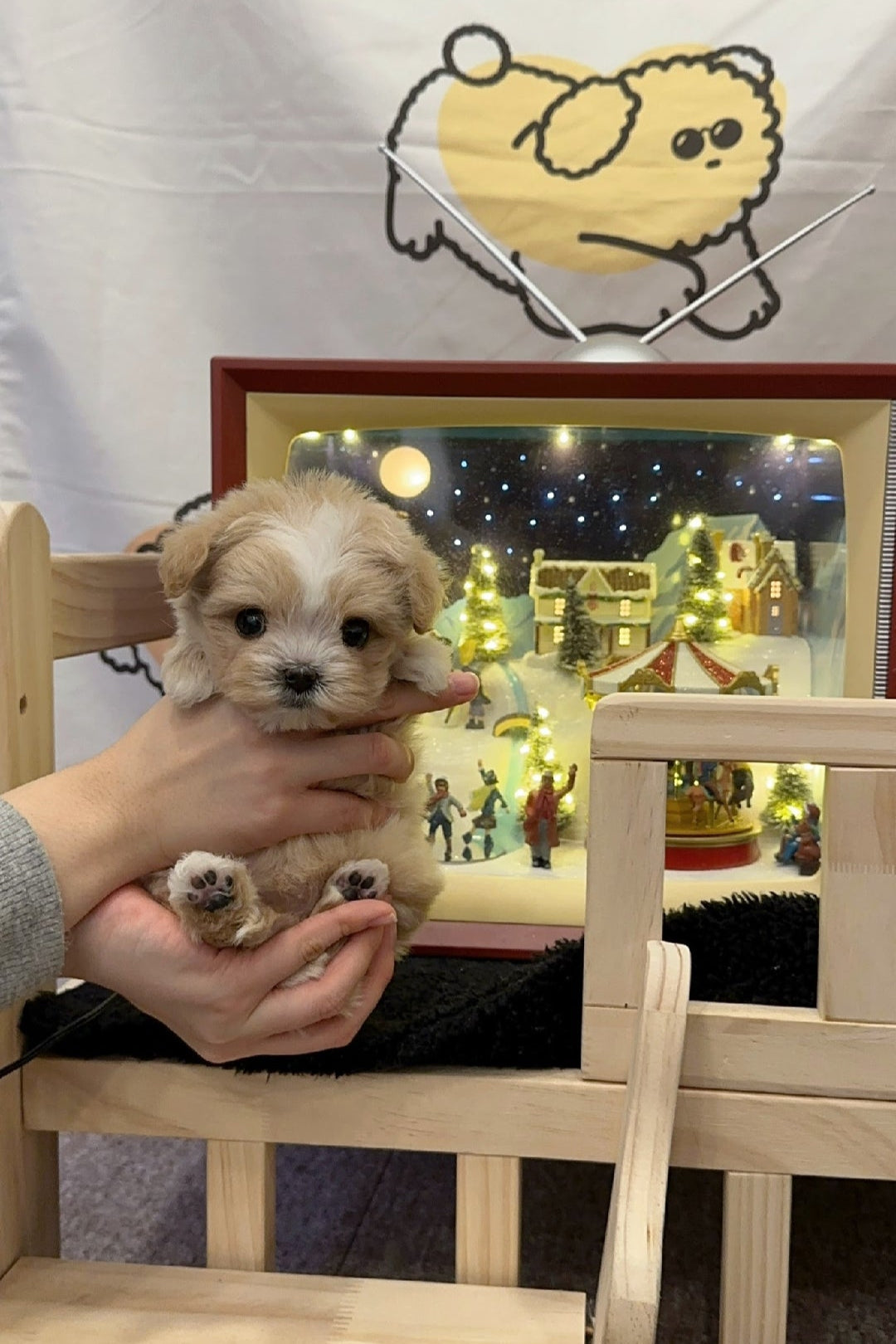 COFFEE - FEMALE (MALTIPOO)