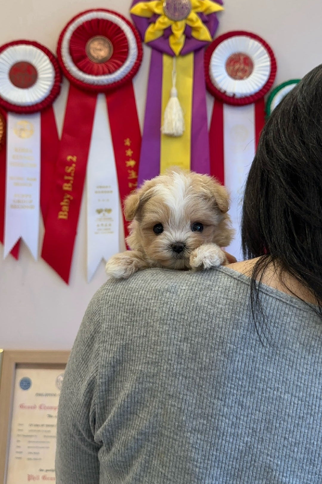 COFFEE - FEMALE (MALTIPOO)