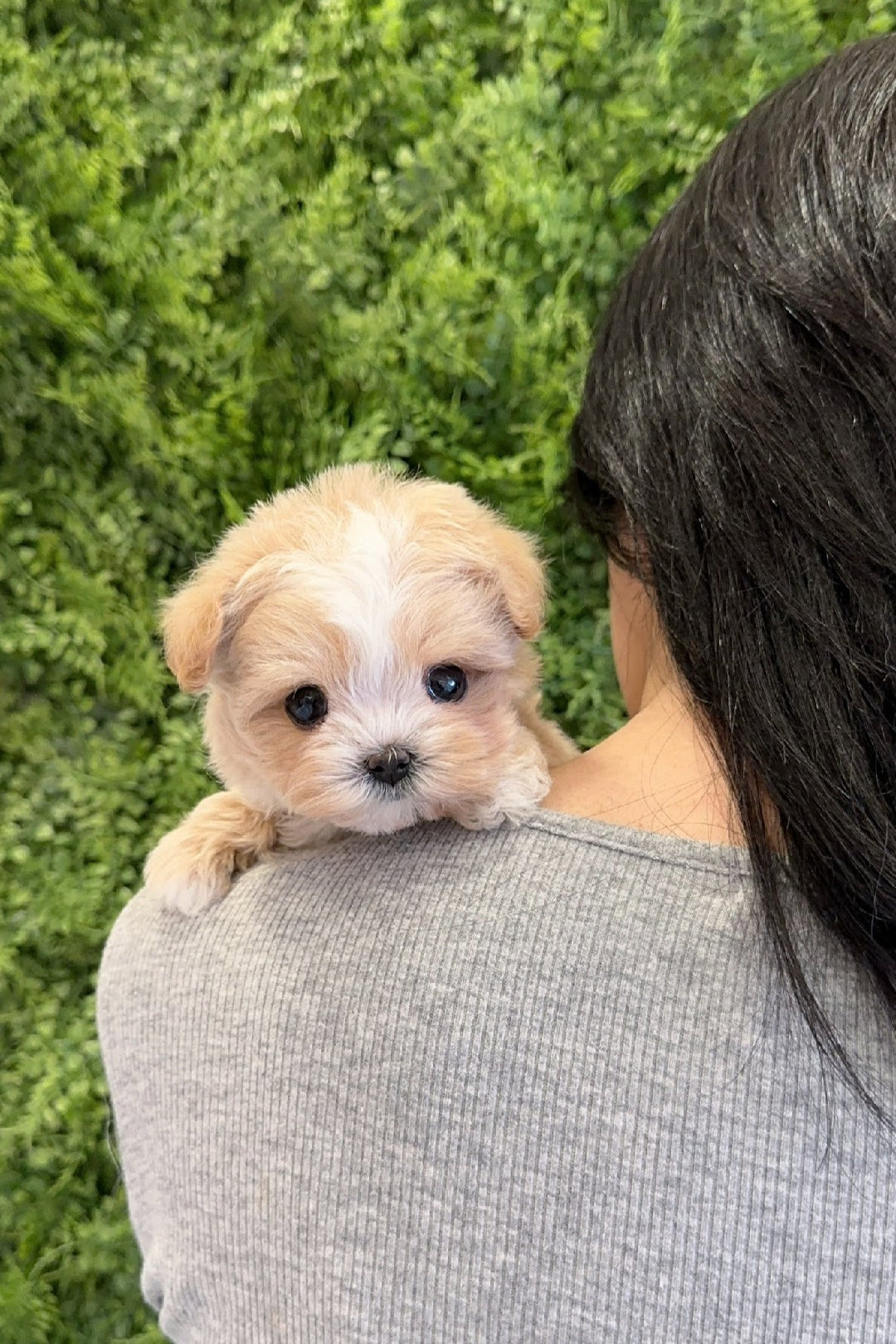 COFFEE - FEMALE (MALTIPOO)