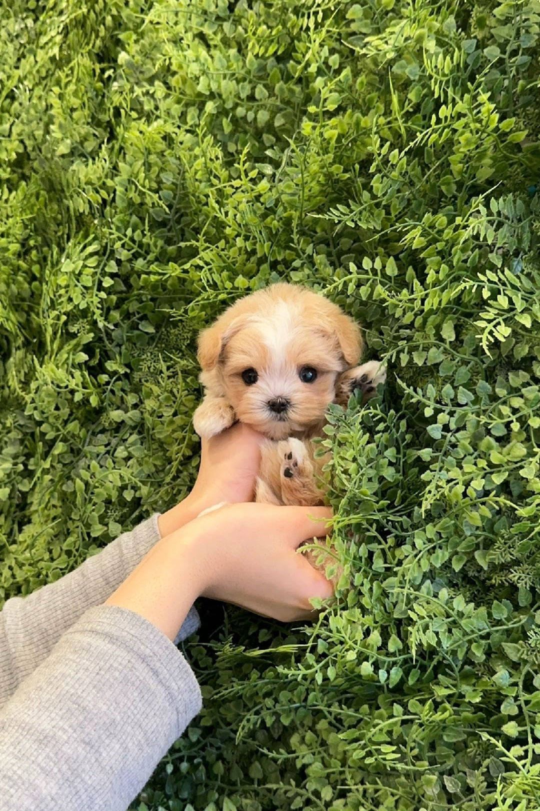 COFFEE - FEMALE (MALTIPOO)