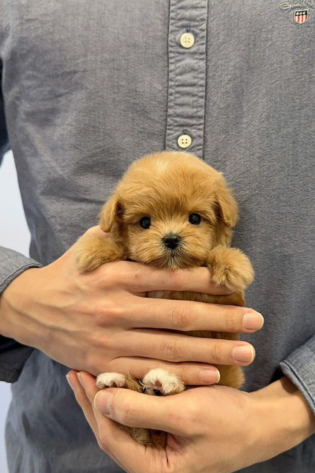 DDALGI - FEMALE (MALTIPOO)