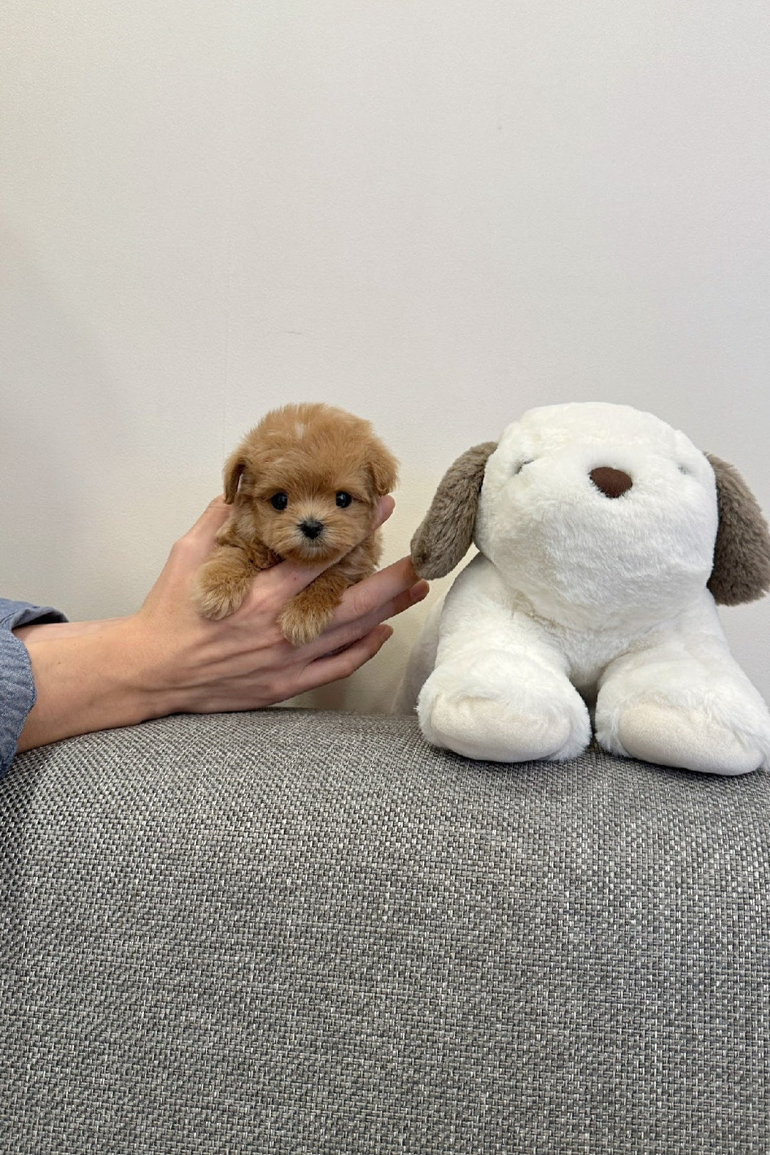 DDALGI - FEMALE (MALTIPOO)