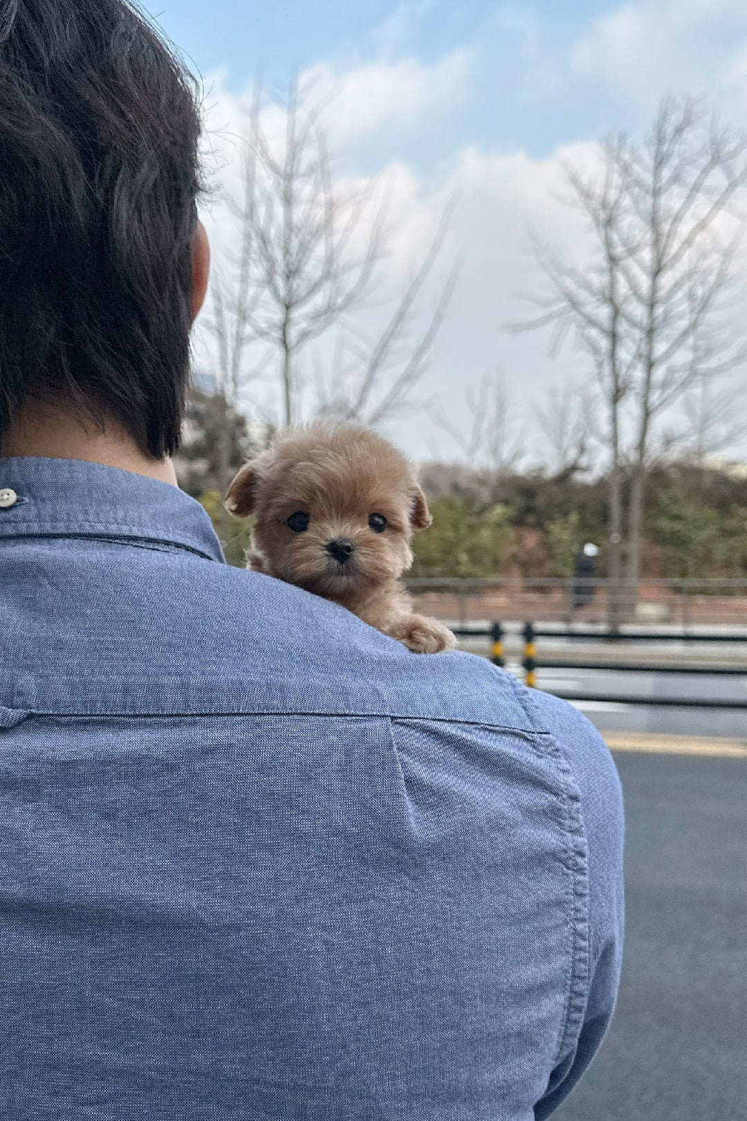 DDALGI - FEMALE (MALTIPOO)