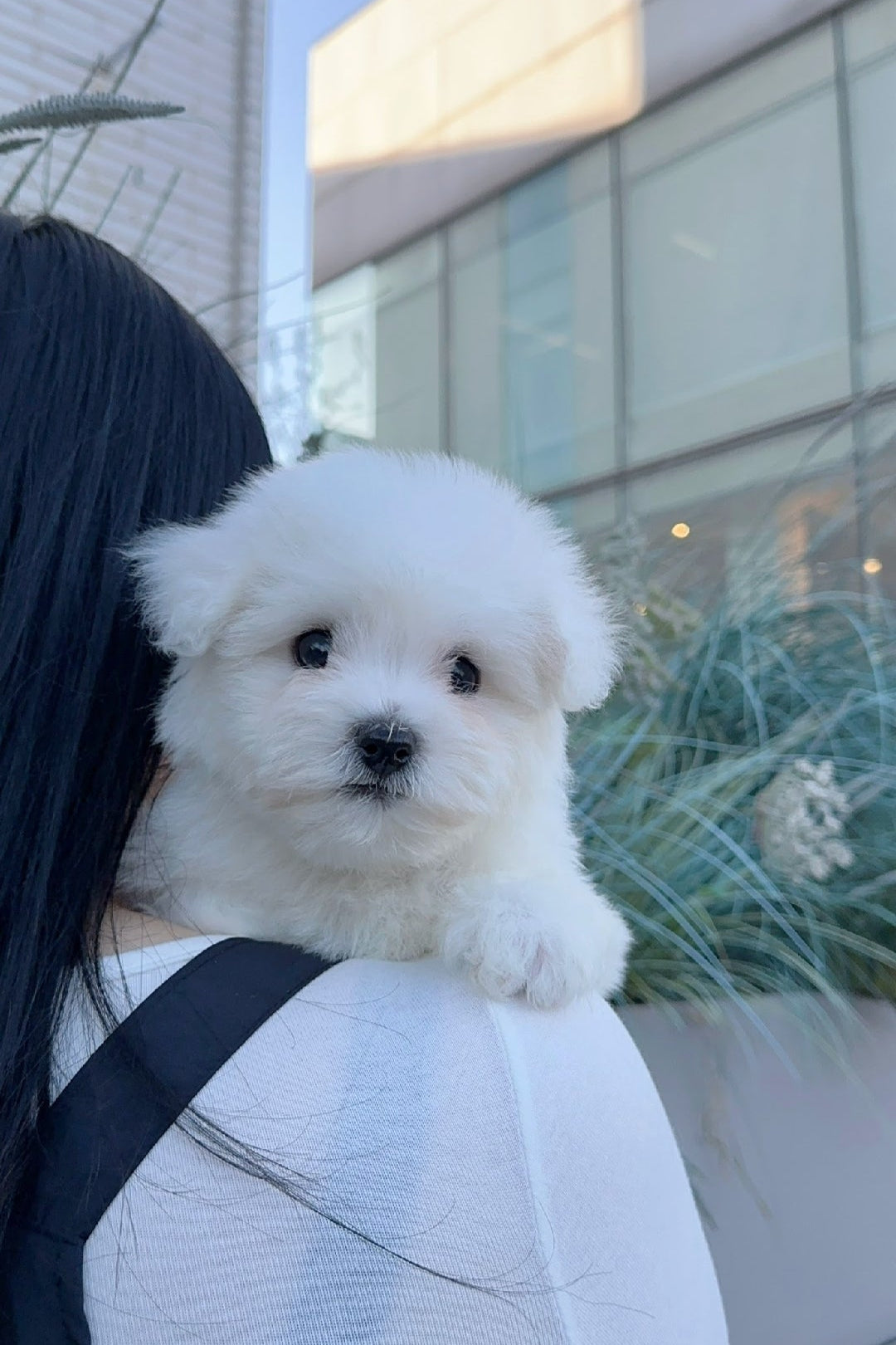 FRANKY - MALE (COTON DE TULEAR)