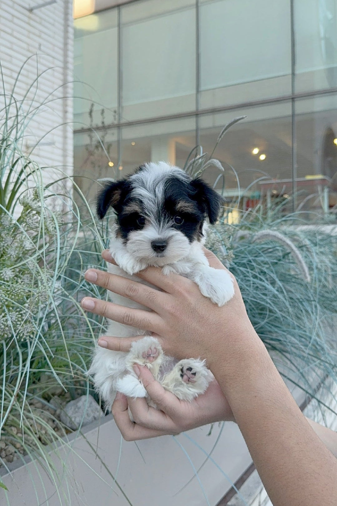 BIBI - FEMALE (BIEWER TERRIER)