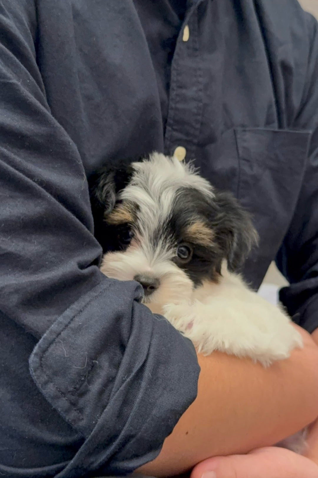 BIBI - FEMALE (BIEWER TERRIER)