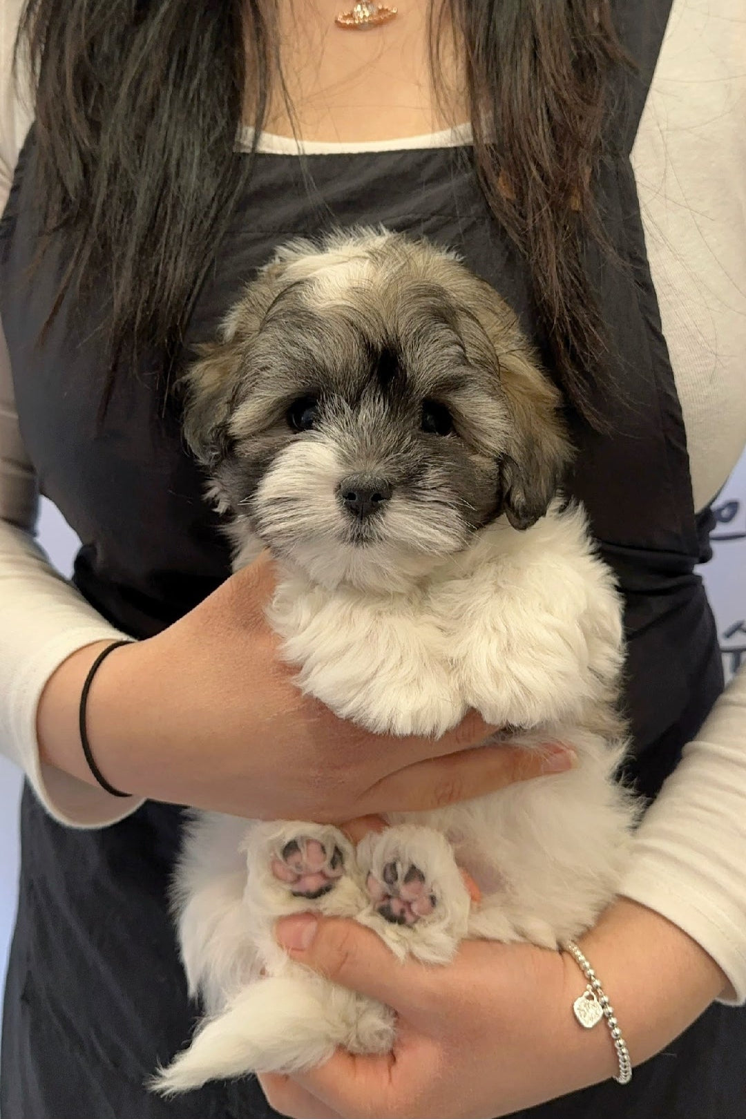 WALLACE - MALE (COTON DE TULEAR)