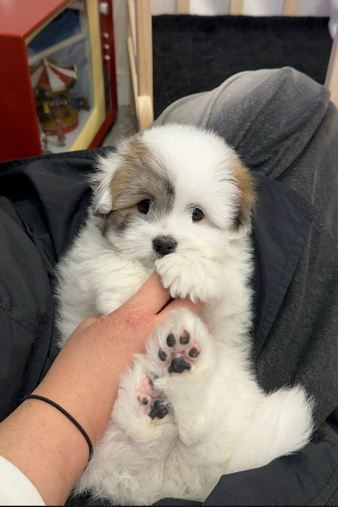 GROMIT- MALE (COTON DE TULEAR)